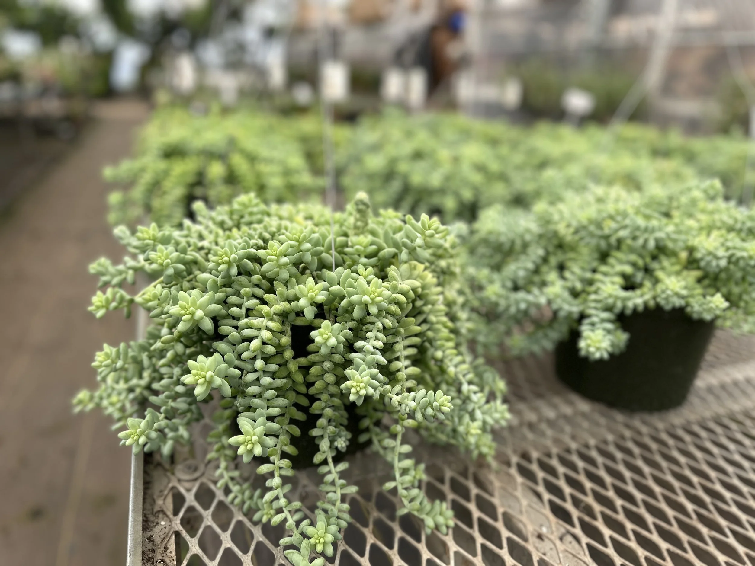 Close-up of green succulent plants on a metal grid surface at a garden center.