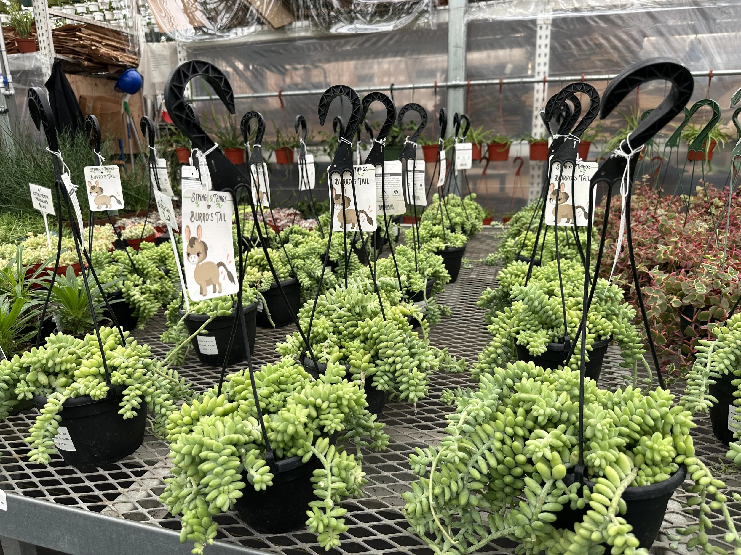 6" burro tail - $13.42