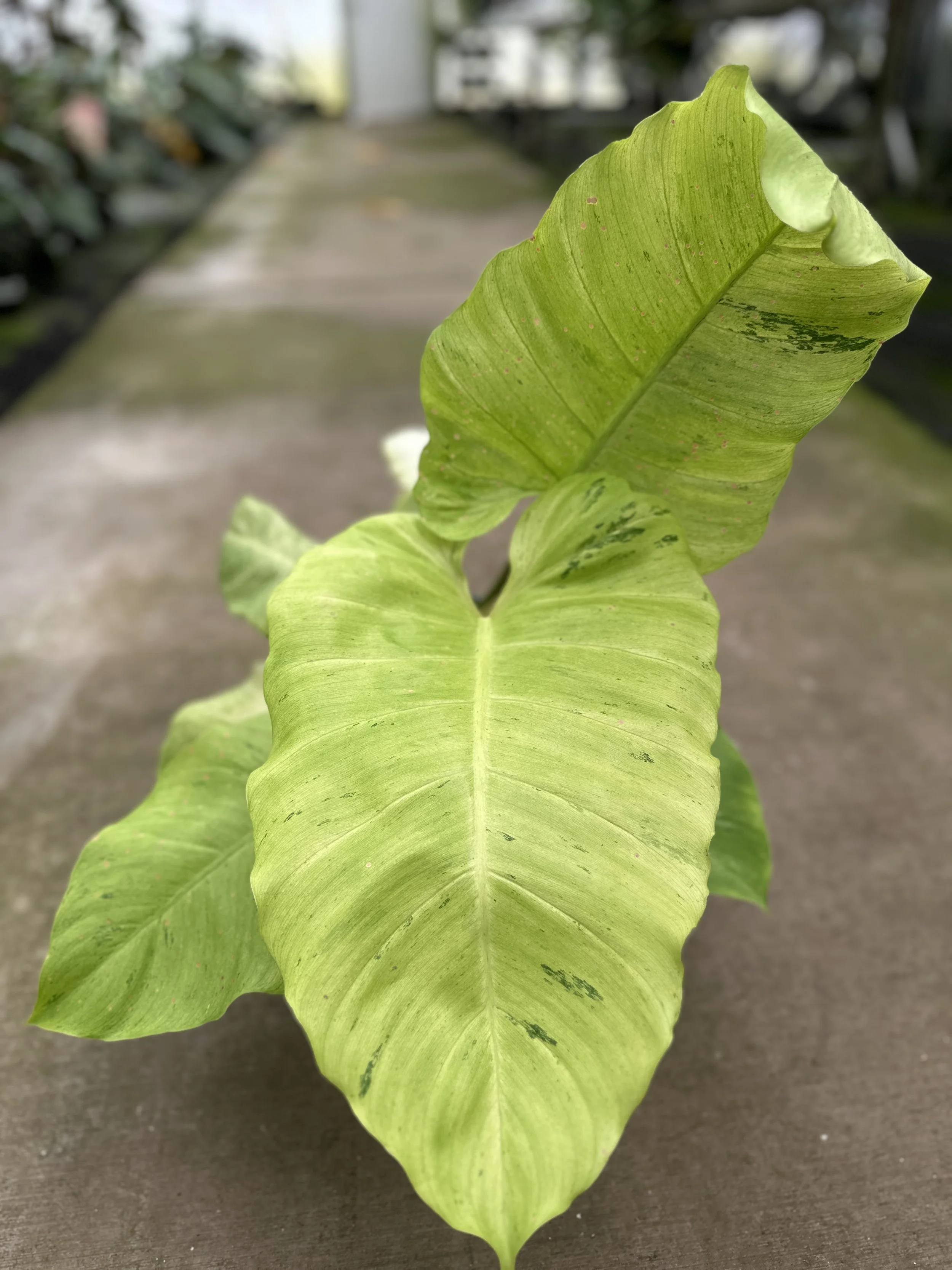 6" philodendron snow drift - $23
