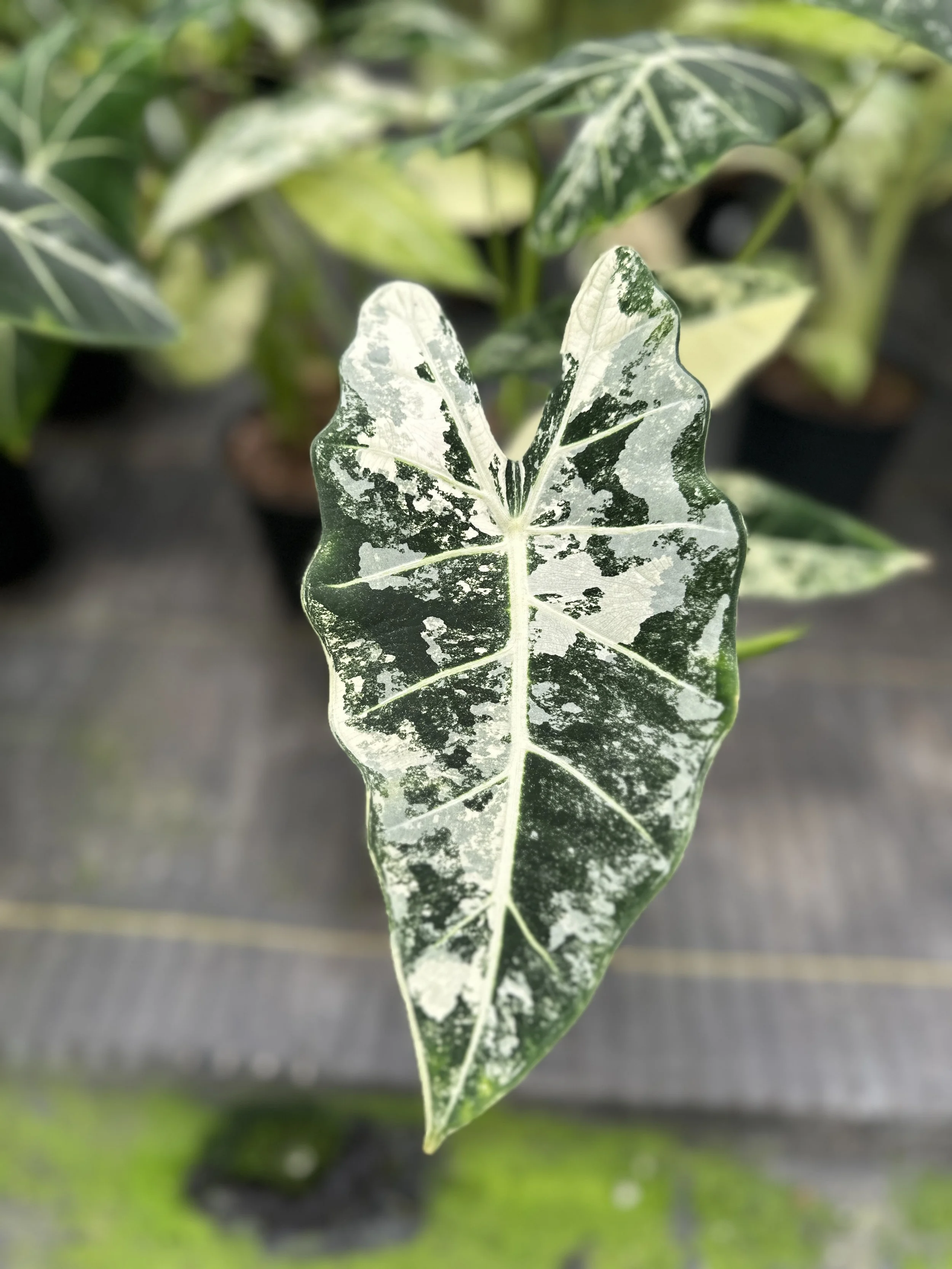Close-up of a variegated yellow and green ivy leaf with dark green patches on a blurred background of other ivy leaves.