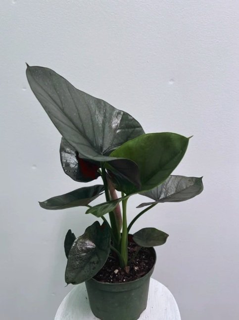 6" alocasia reginae - $28.13