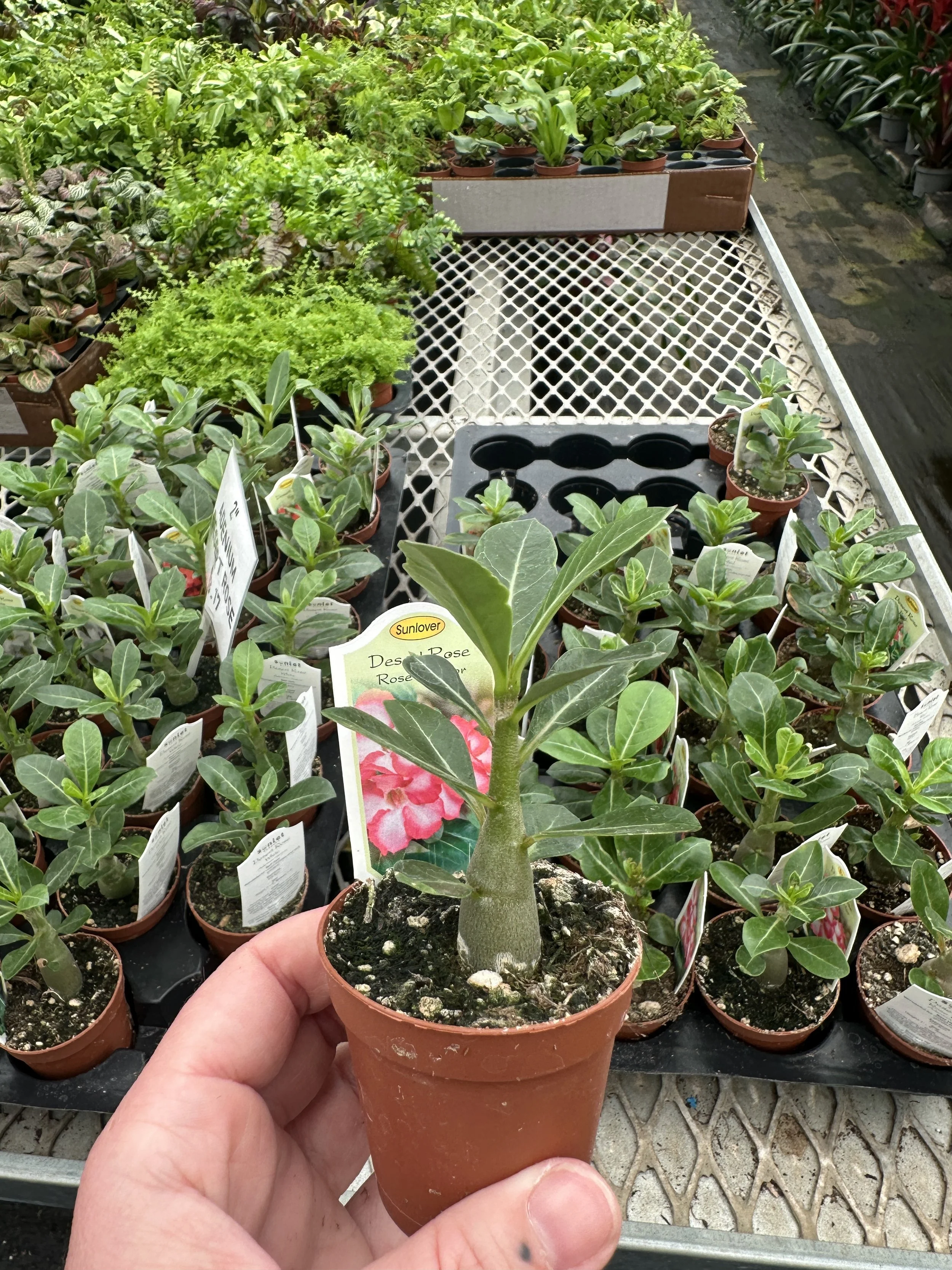 2" adenium desert rose - $3.17