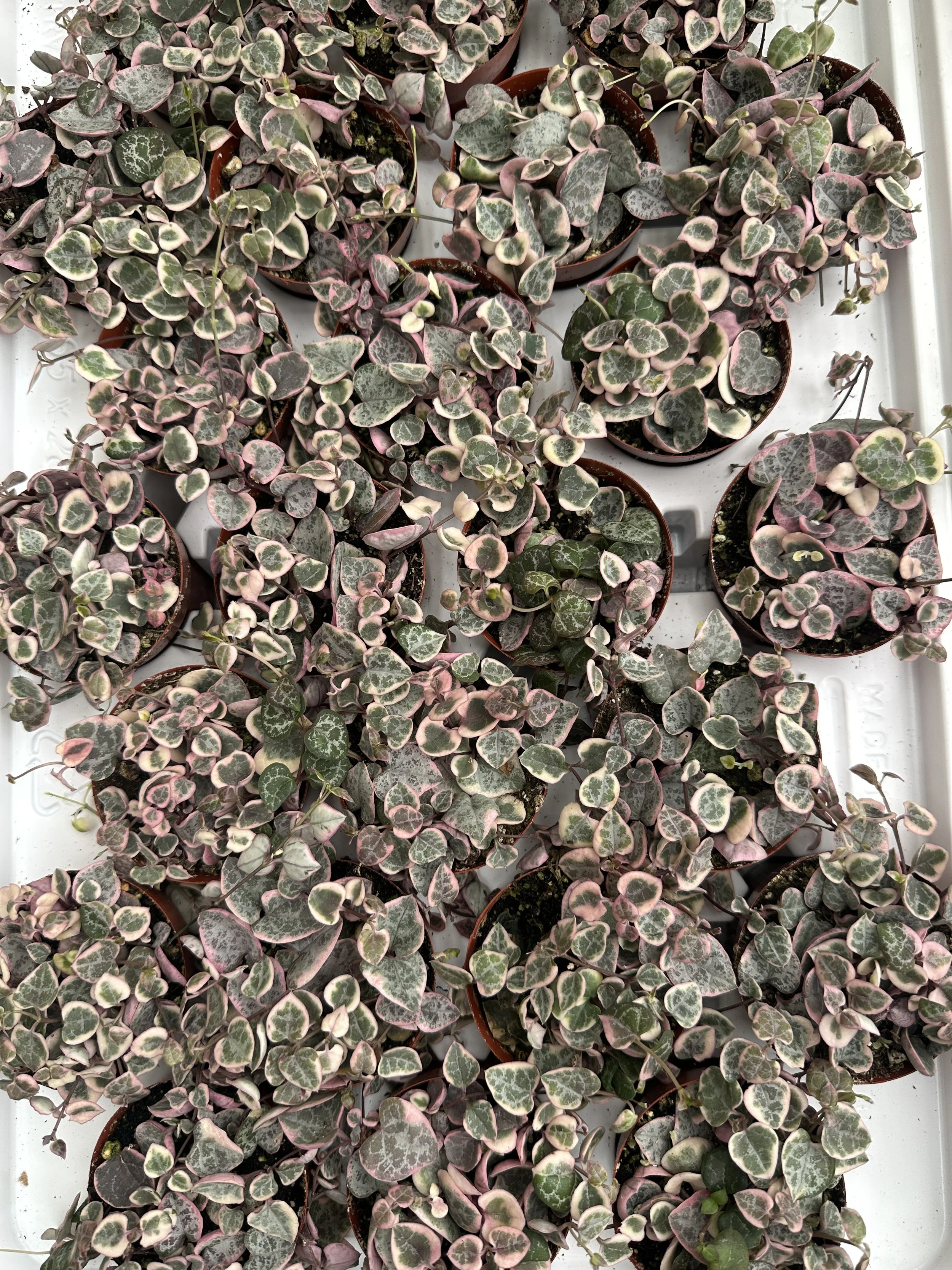 3" string of hearts variegated - $8.10