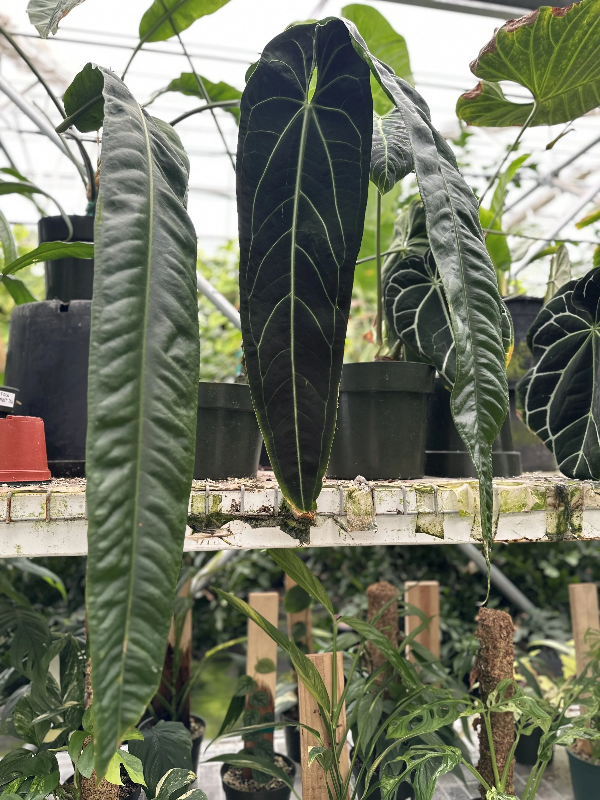 Close-up of large, dark green, glossy leaves with prominent white veins on plants in a nursery or greenhouse setting.