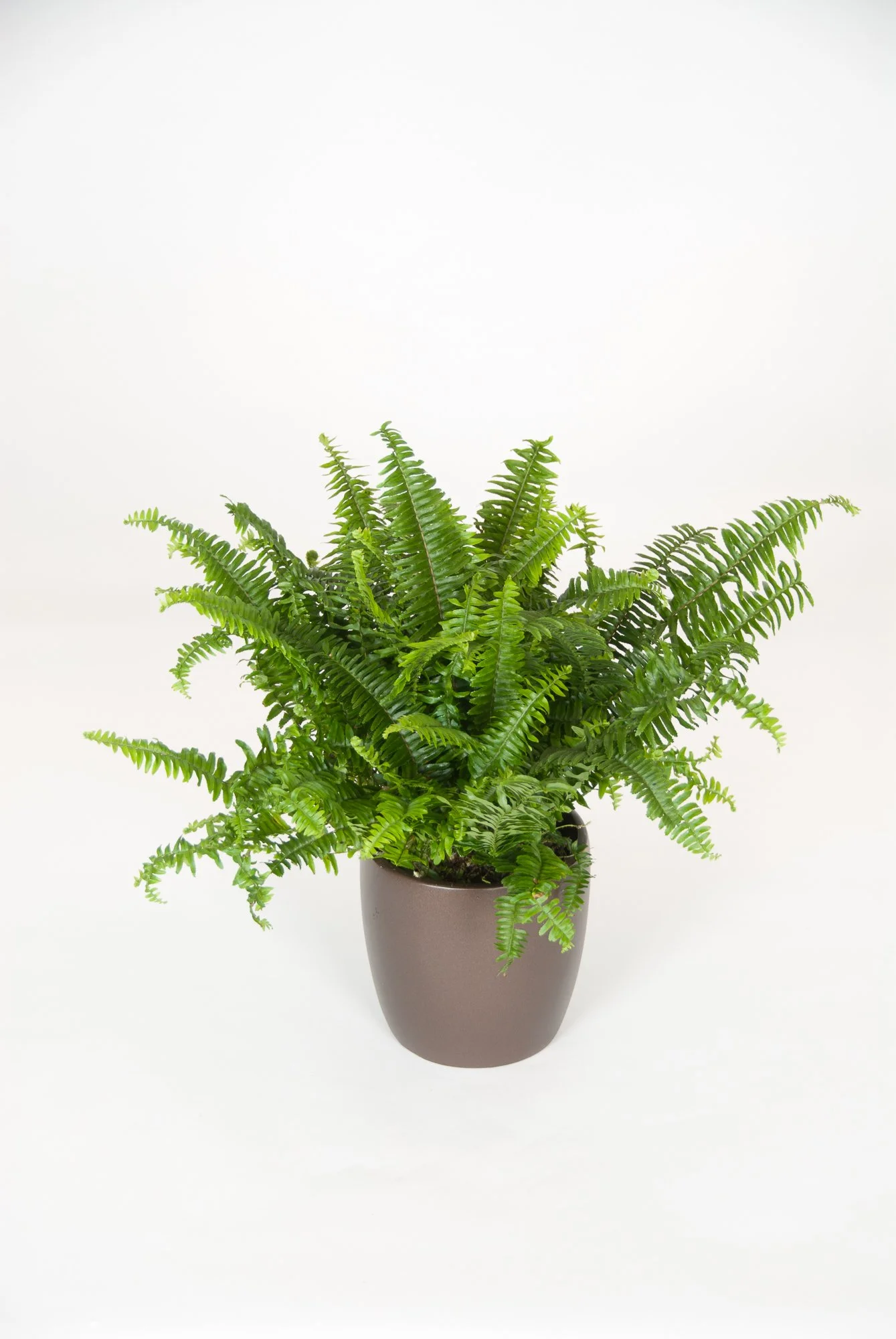 A lush green fern in a taupe-colored ceramic pot against a plain white background.