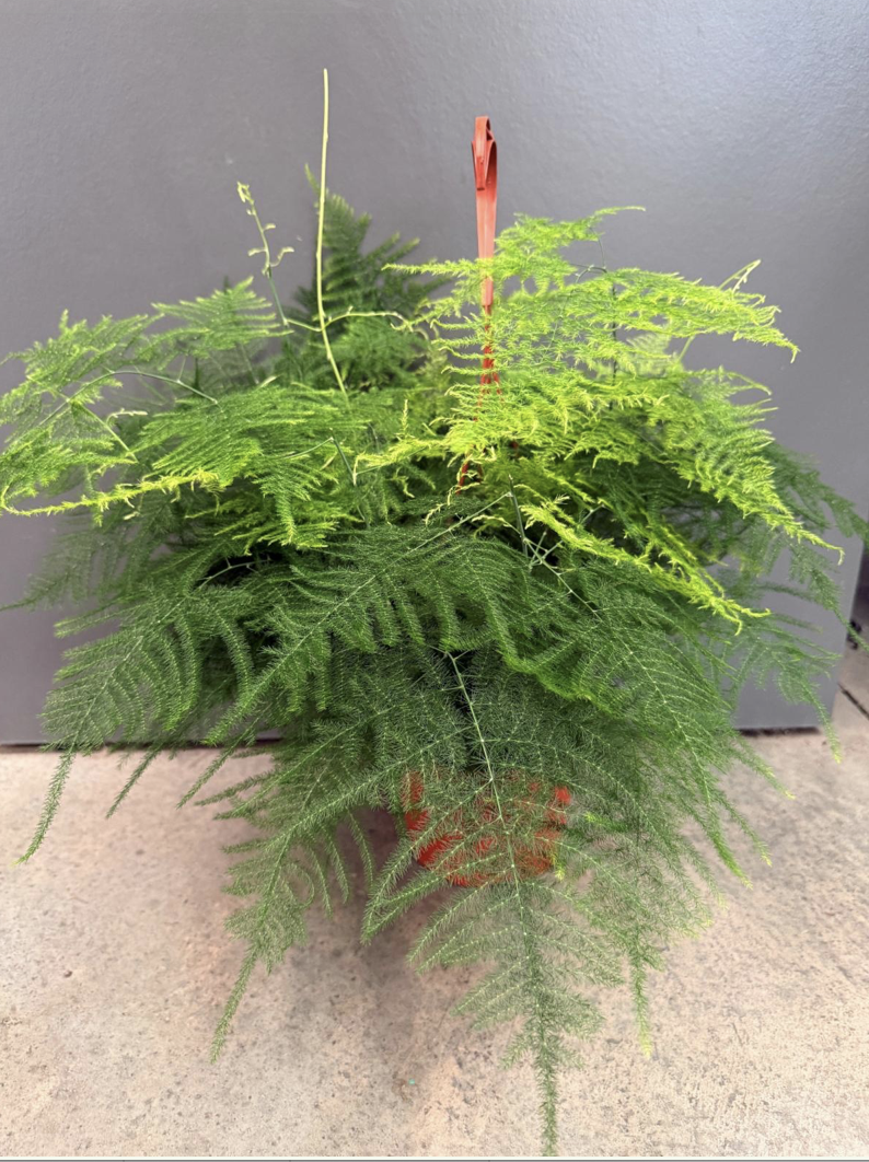 6in Asparagus Plumosa Fern- $12.72