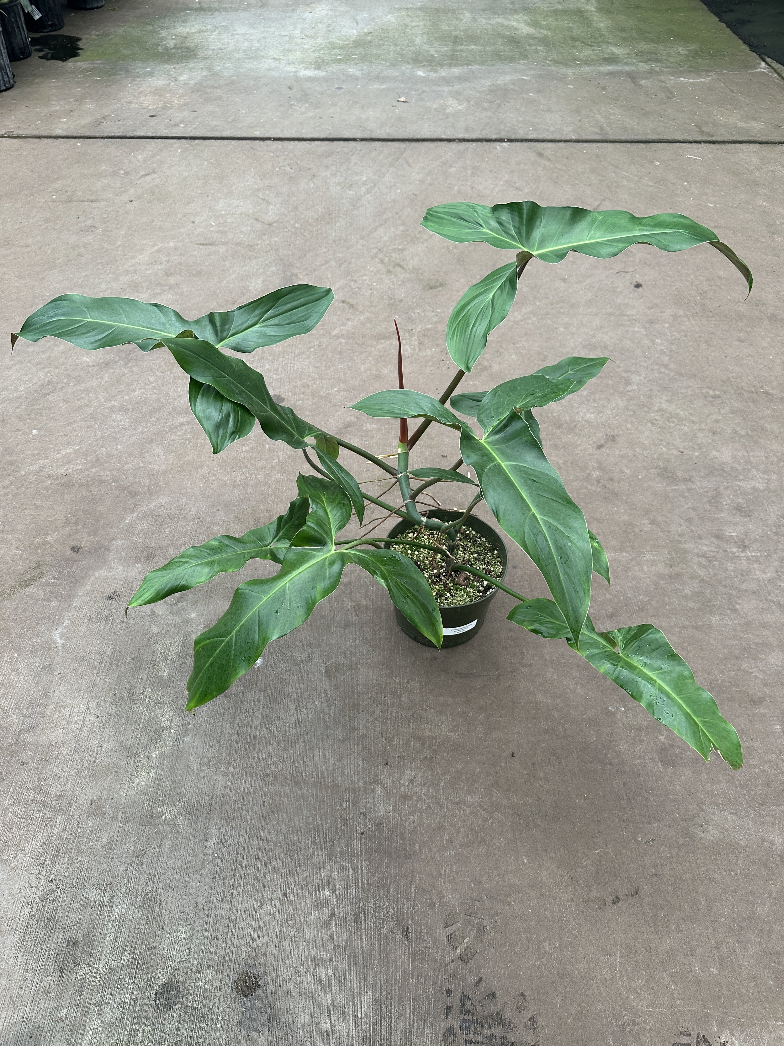 8" philodendron maxicanum - $60