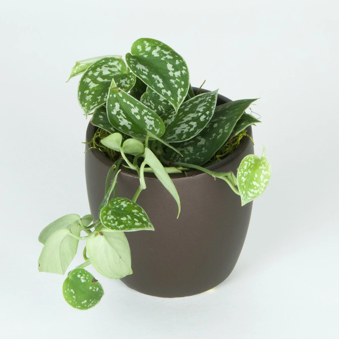 A potted plant with green leaves, some variegated with white, in a dark brown pot on a plain white background.