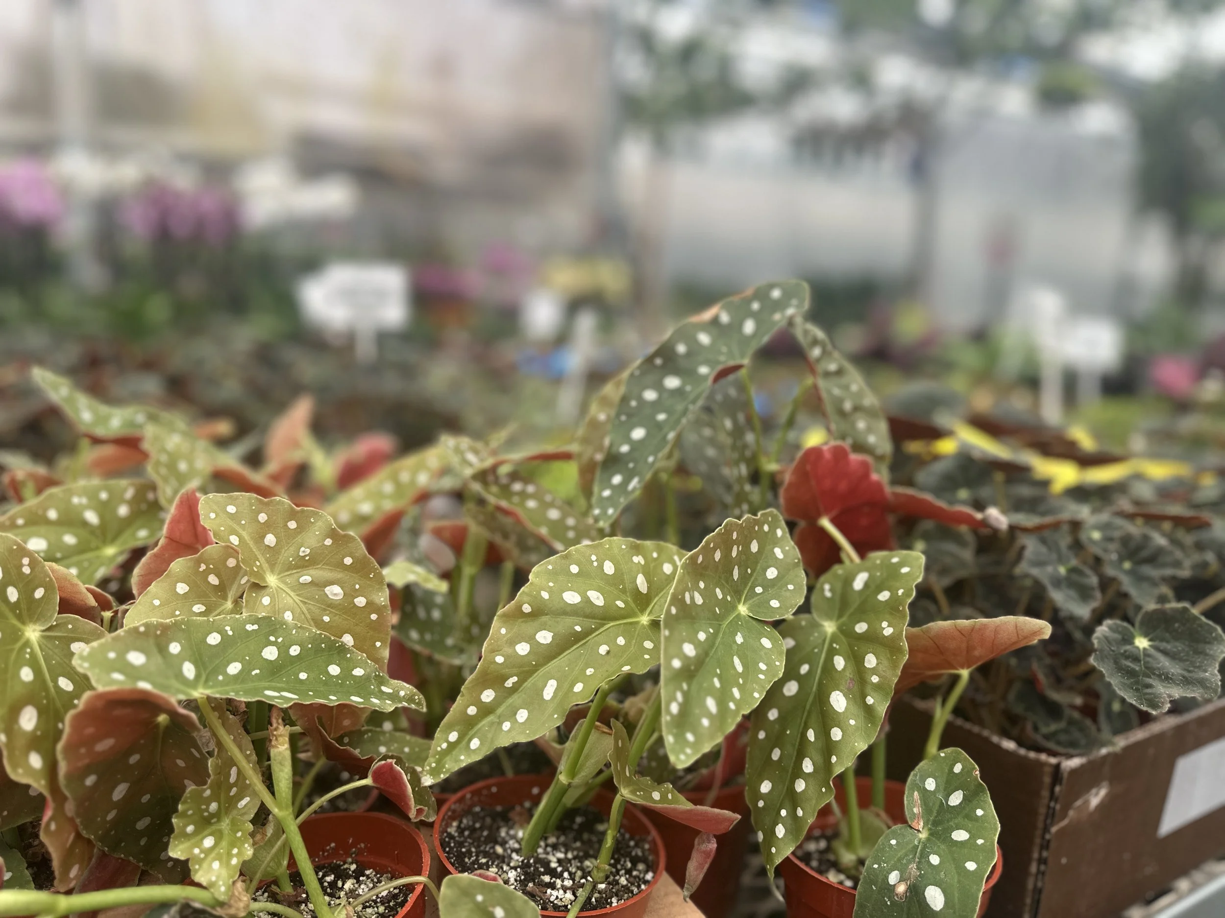 4" begonia maculata- $10.15