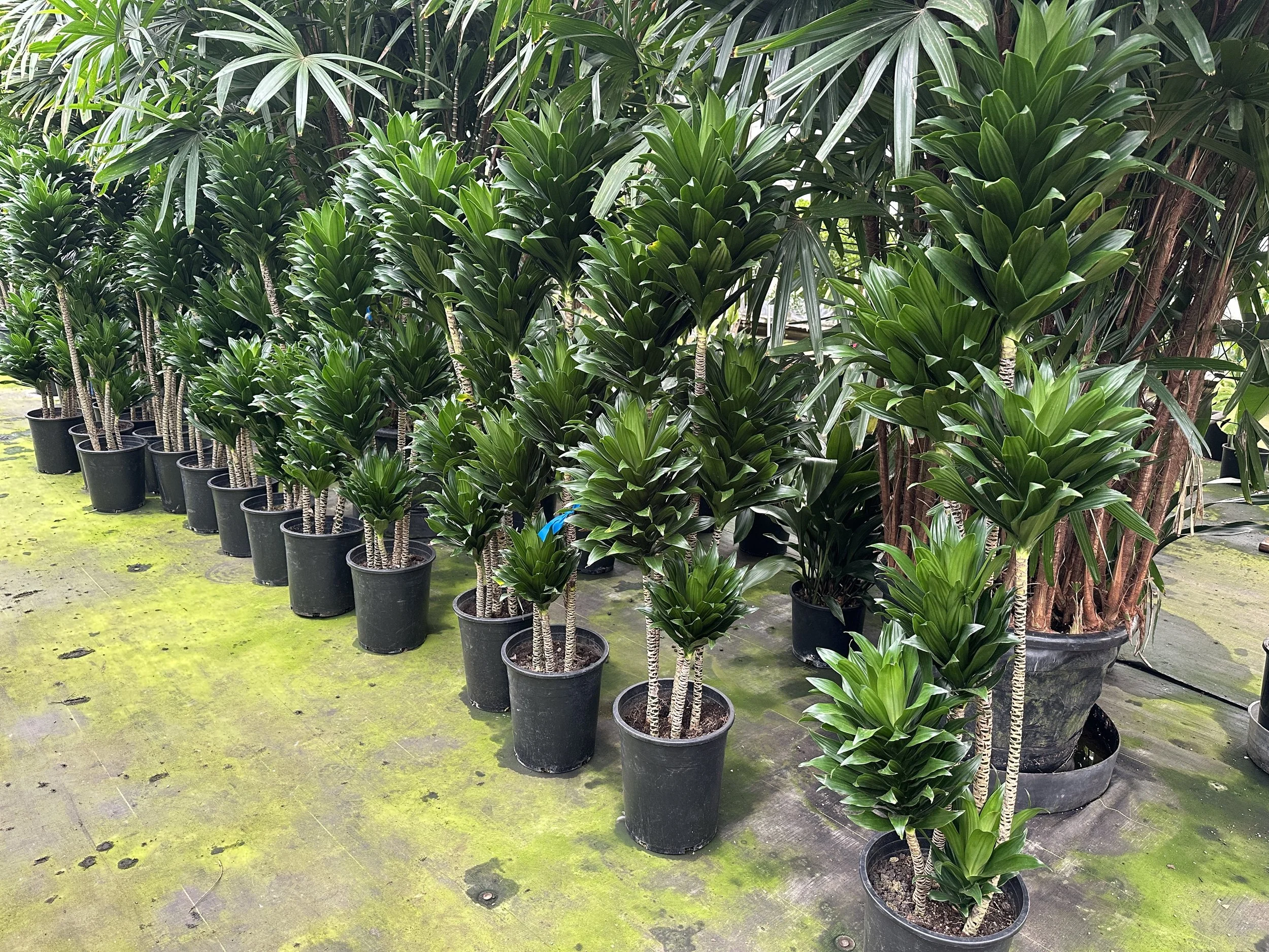 5gal dracaena compacta 5'- $133.25