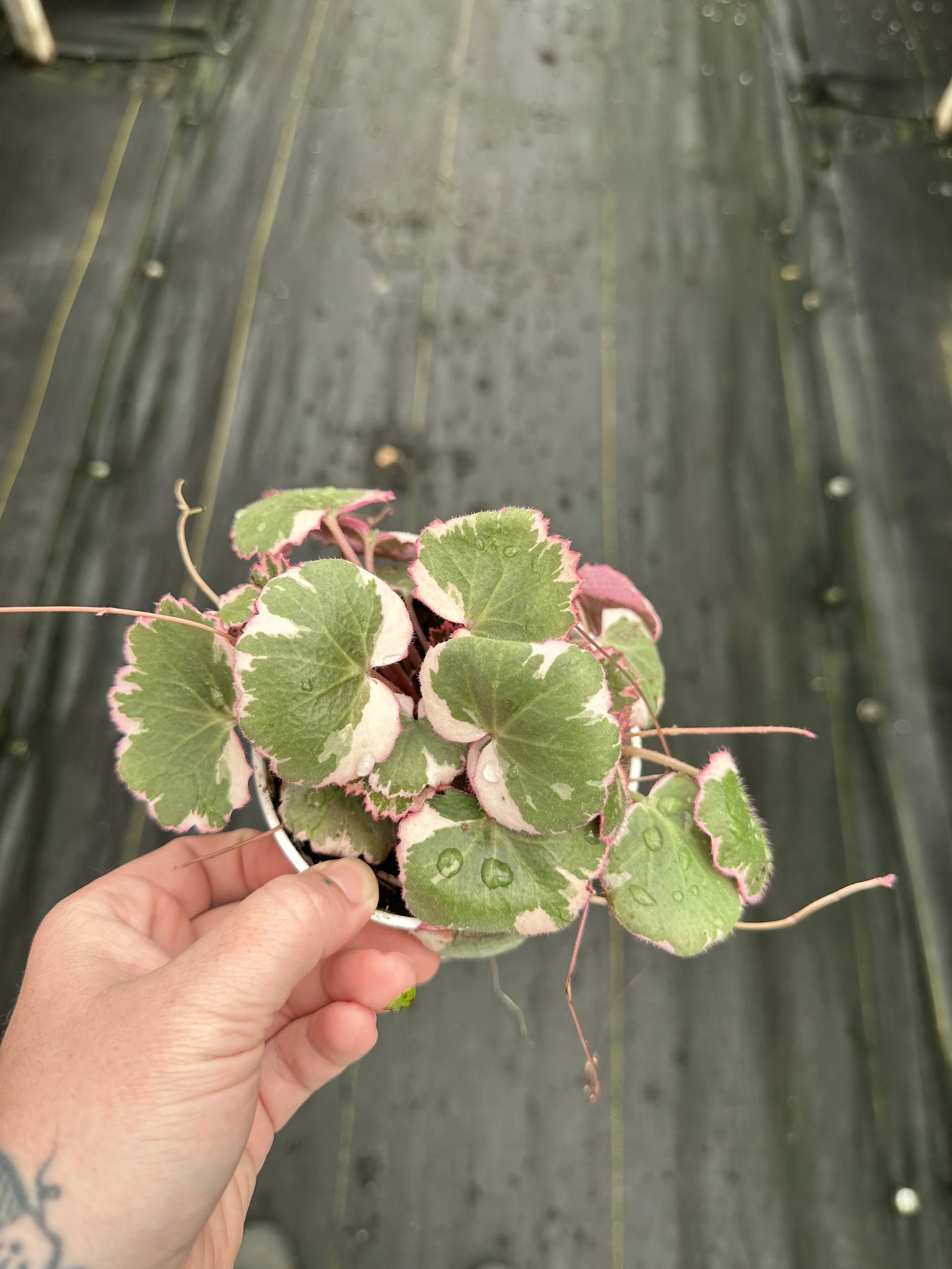 4" strawberry begonia - $5.74