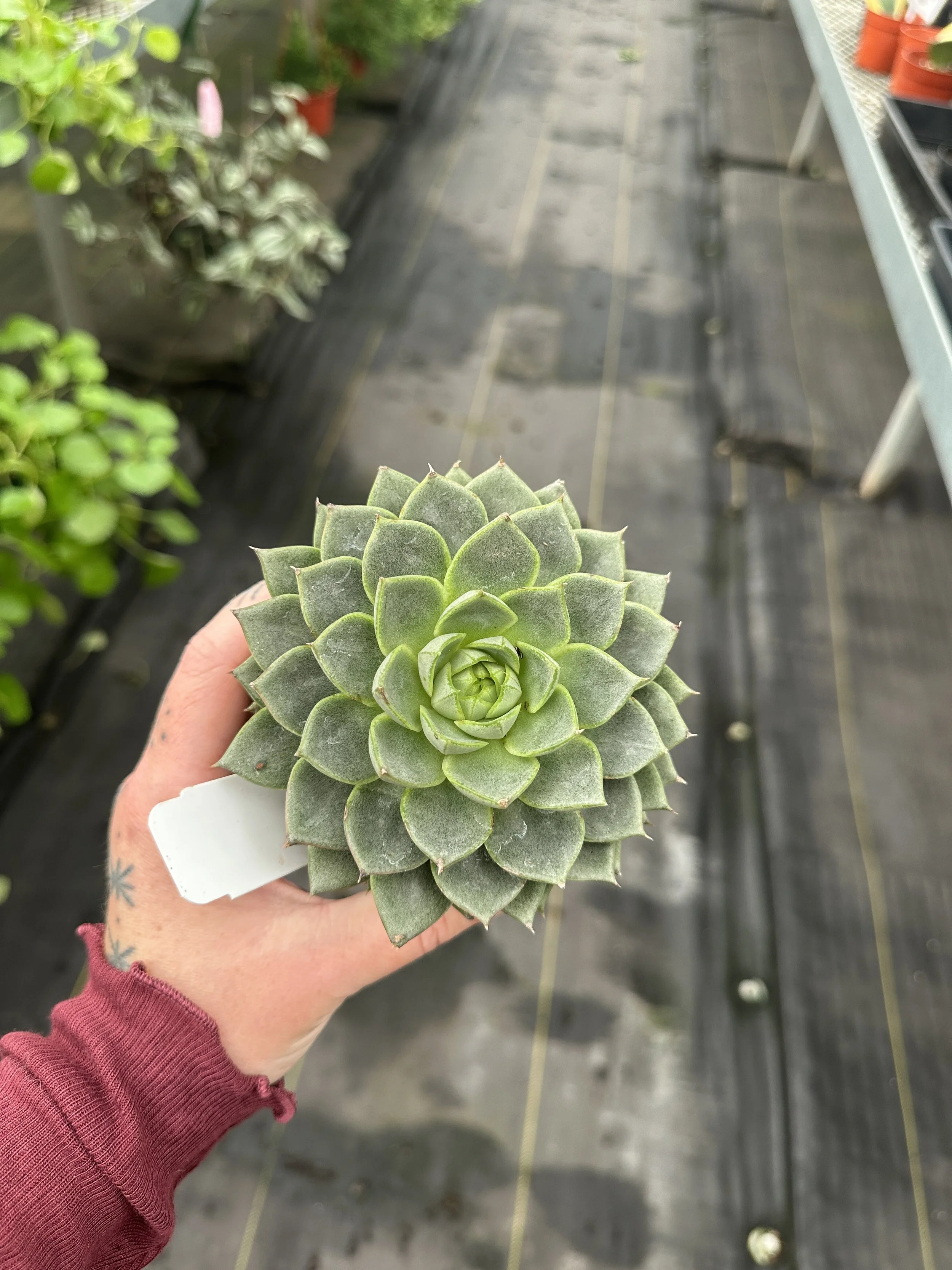 4" succulent assorted (echeveria) - $5.07