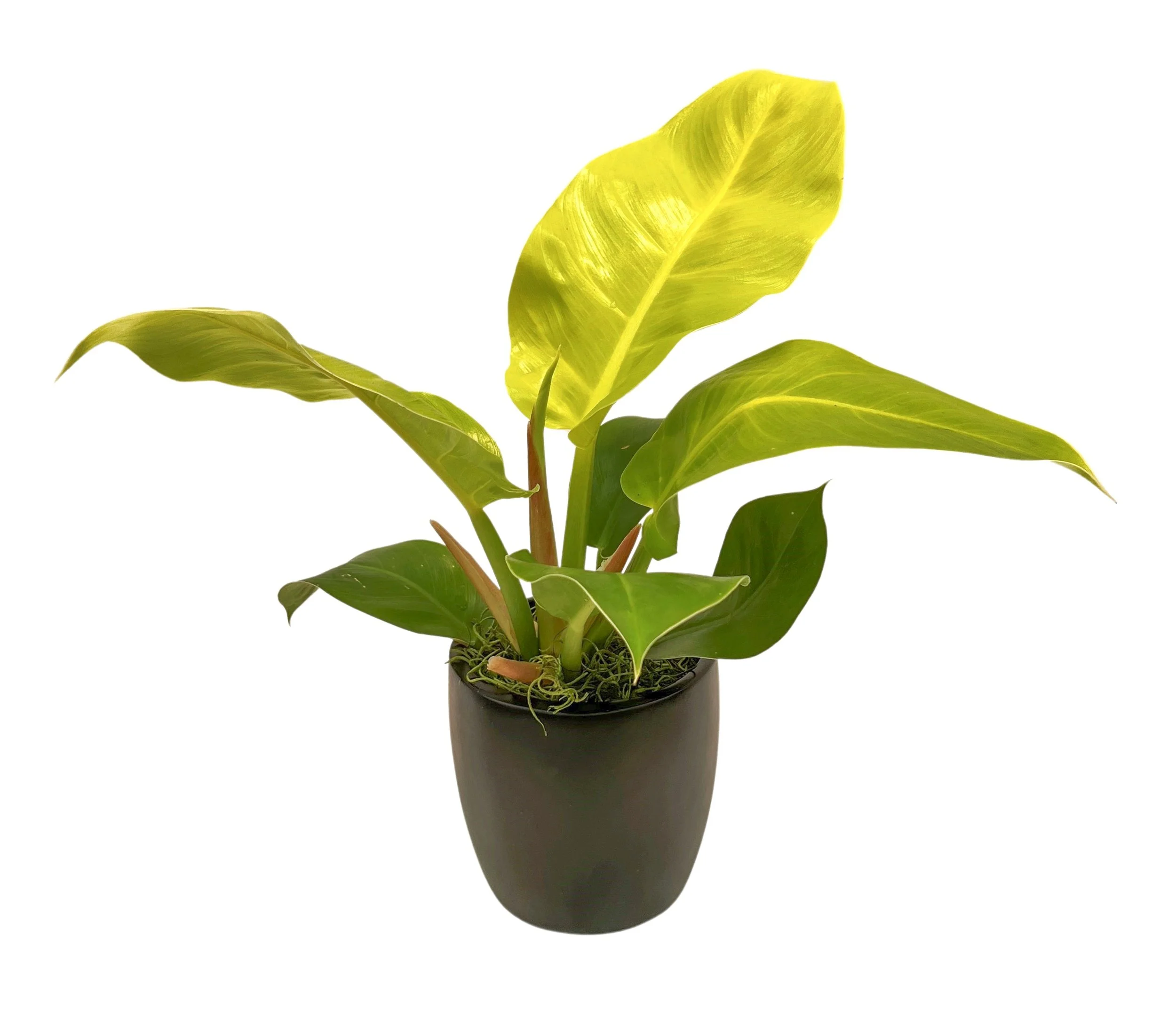 A potted plant with large green and yellow leaves.
