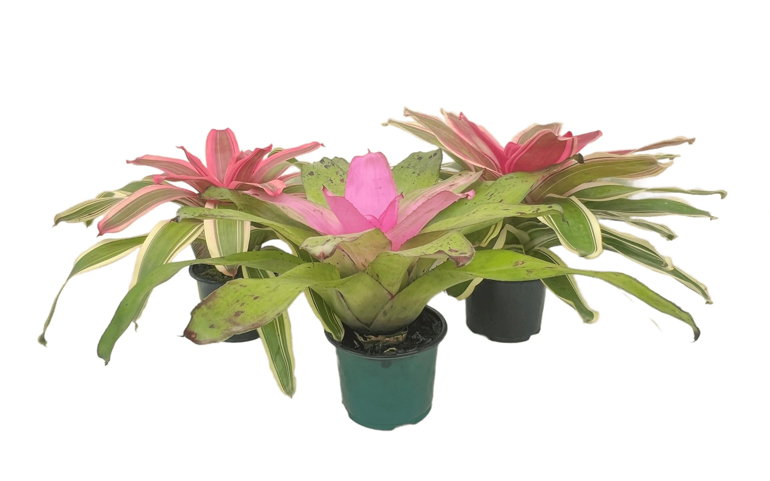 Several potted pink and green variegated plants with long, narrow leaves and pink flowers, isolated on a white background.