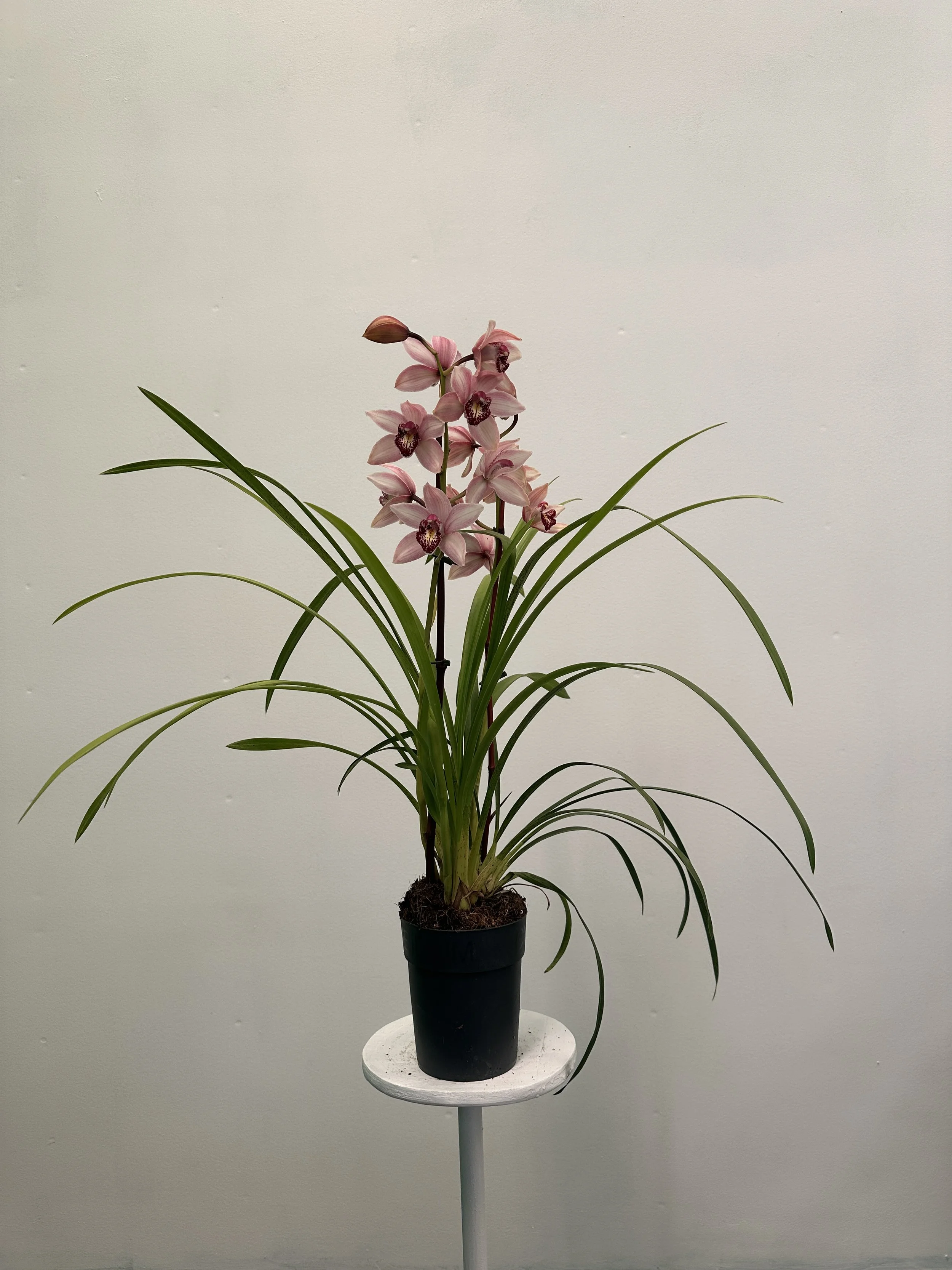 1gal cymbidium orchid- $24