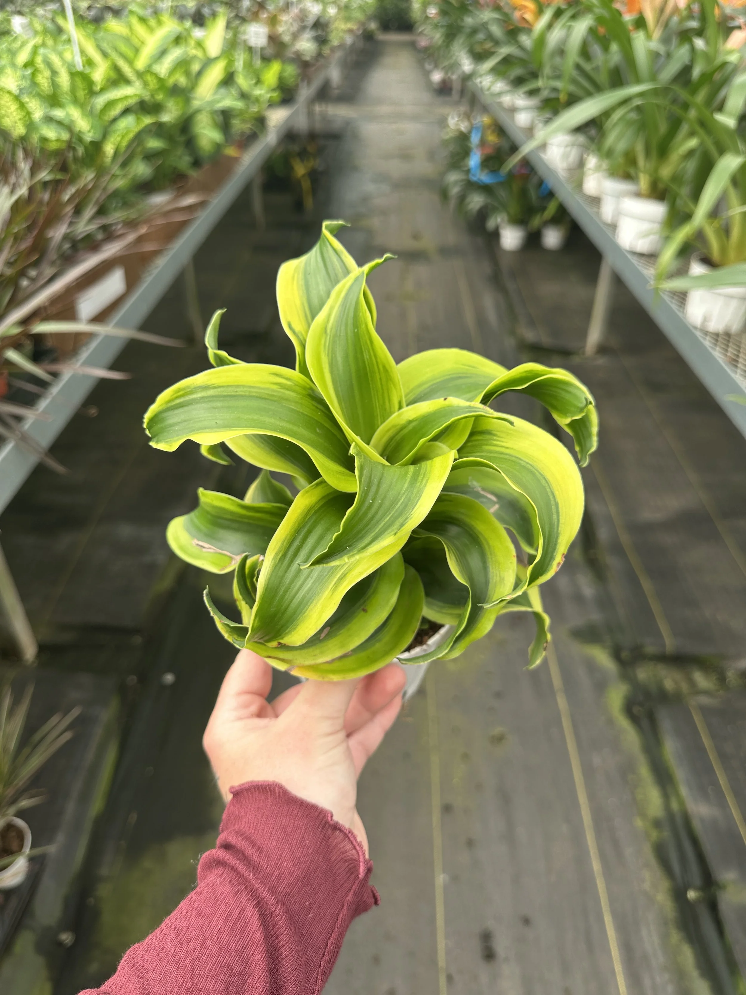 4" dracaena tornado - $6.41