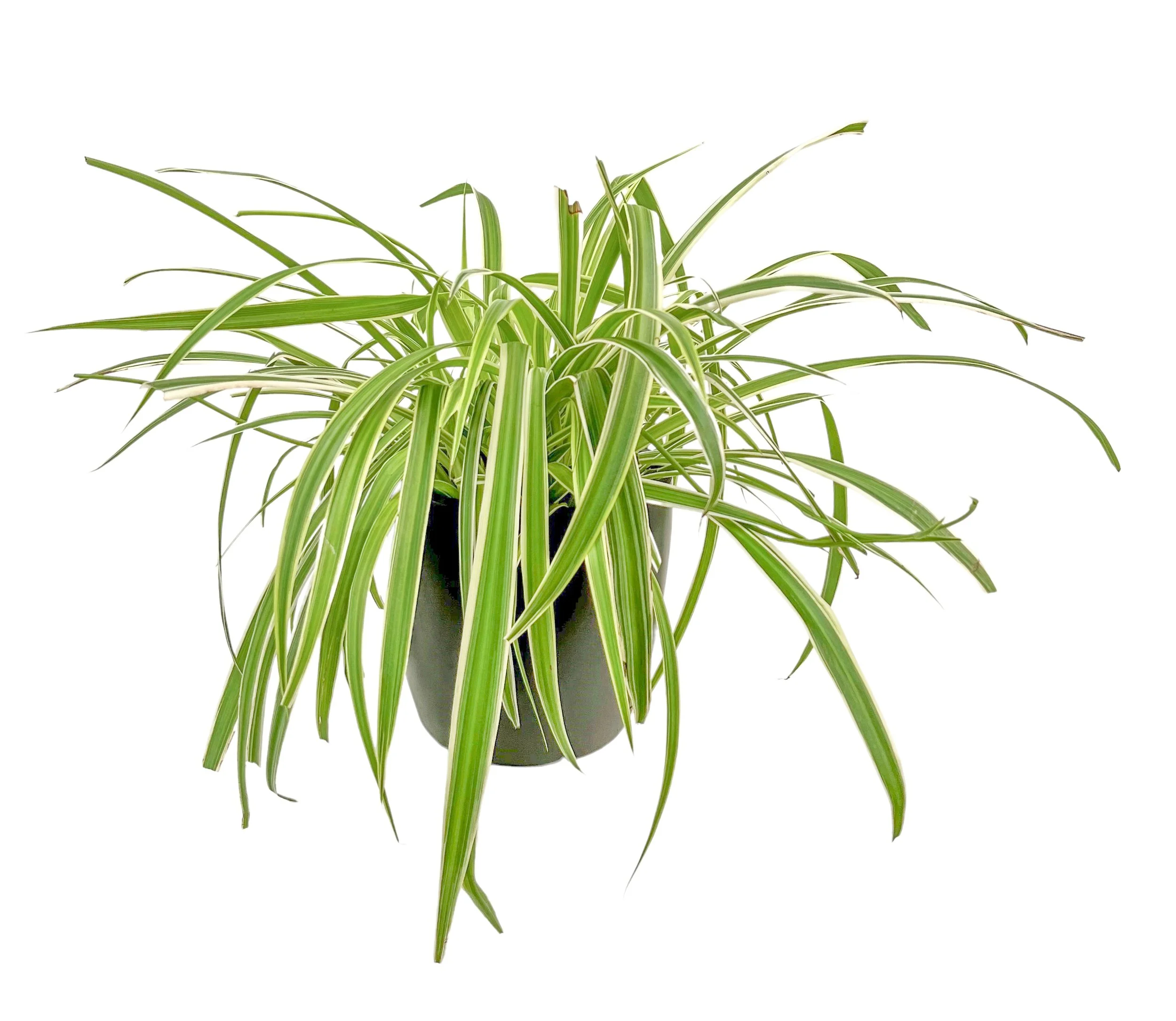 Green and white striped spider plant in a black pot on a white background.