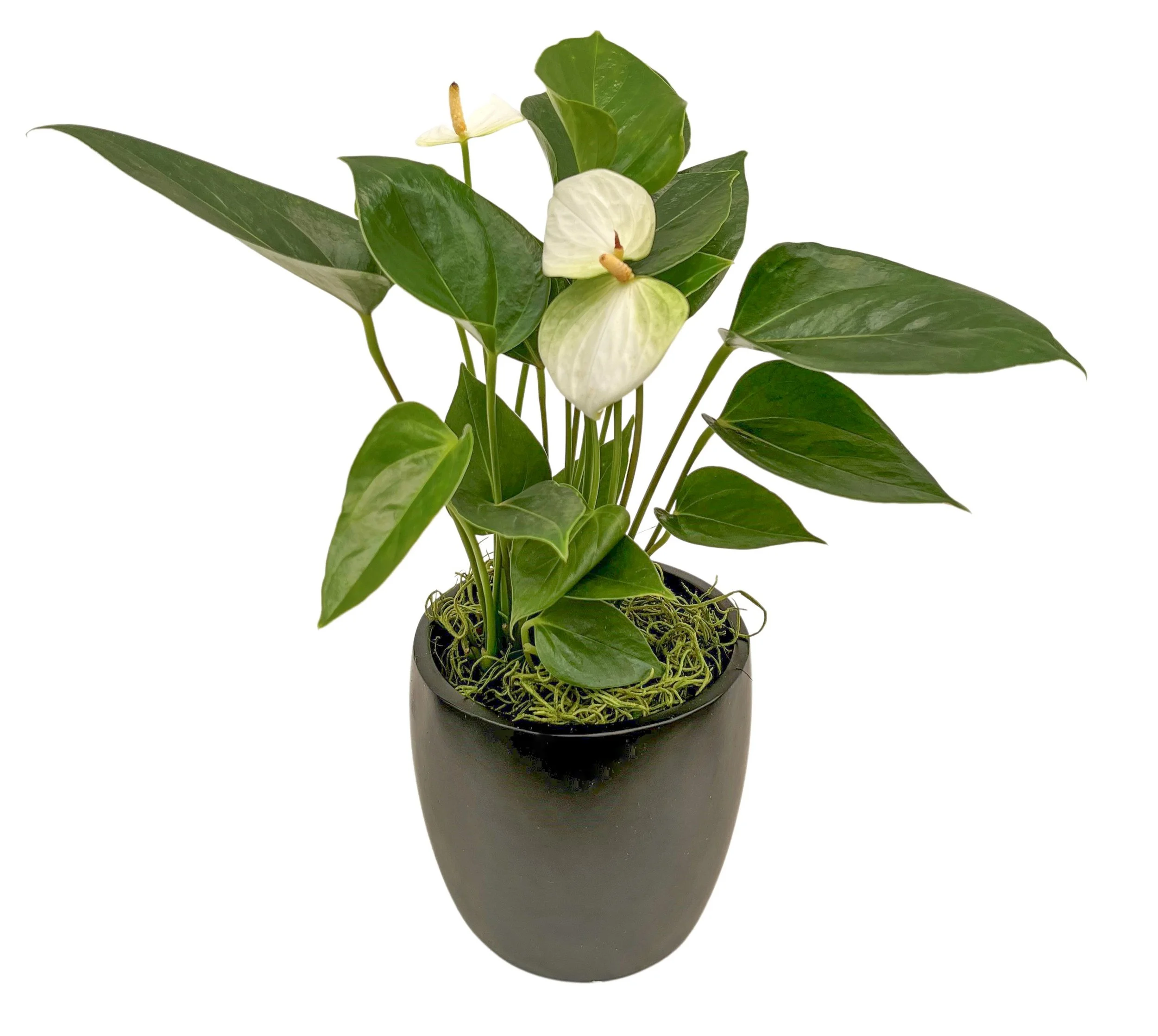 A potted plant with green leaves and white flowers, set against a white background.