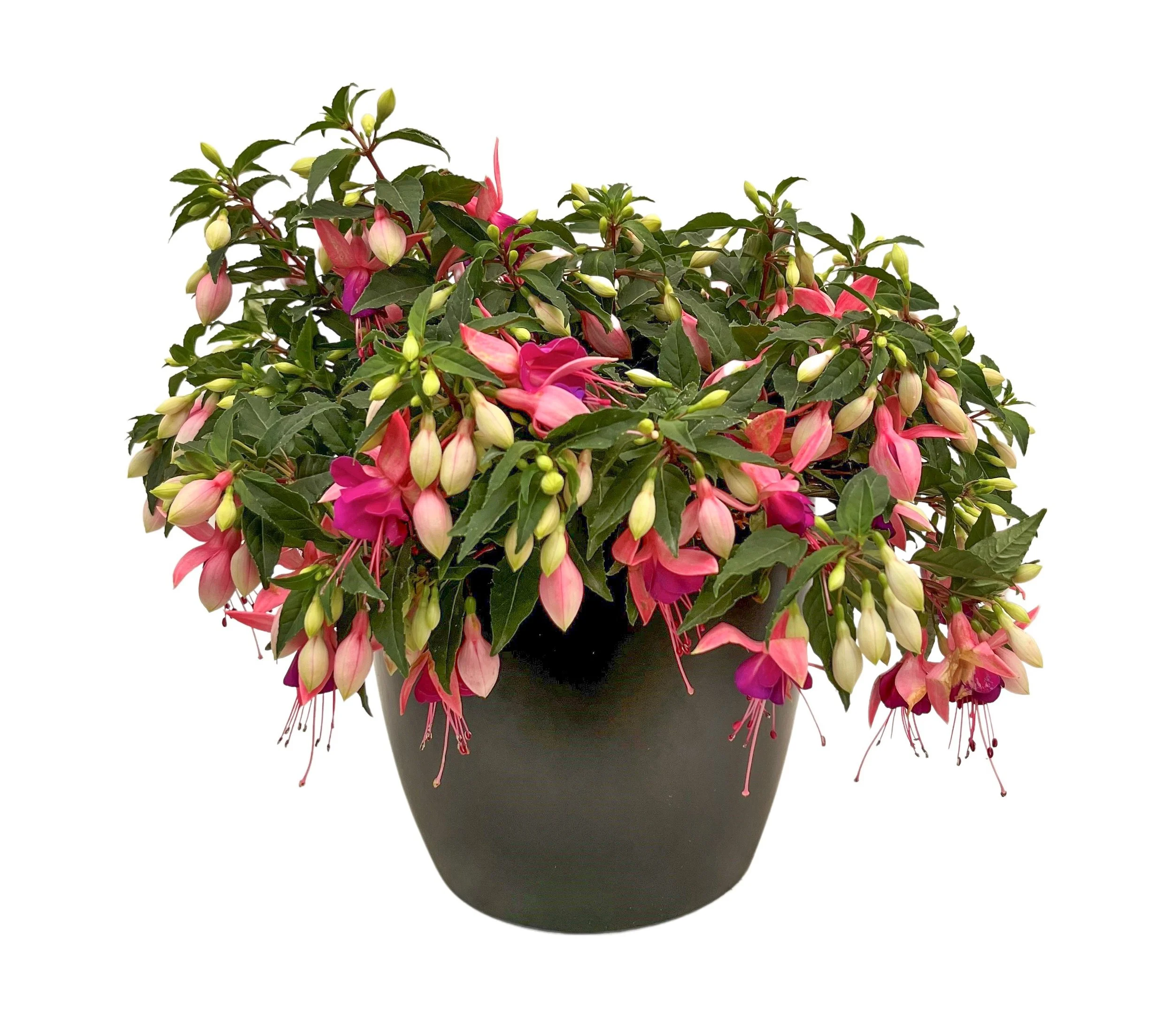 A potted plant with pink and white fuchsia flowers and green leaves.
