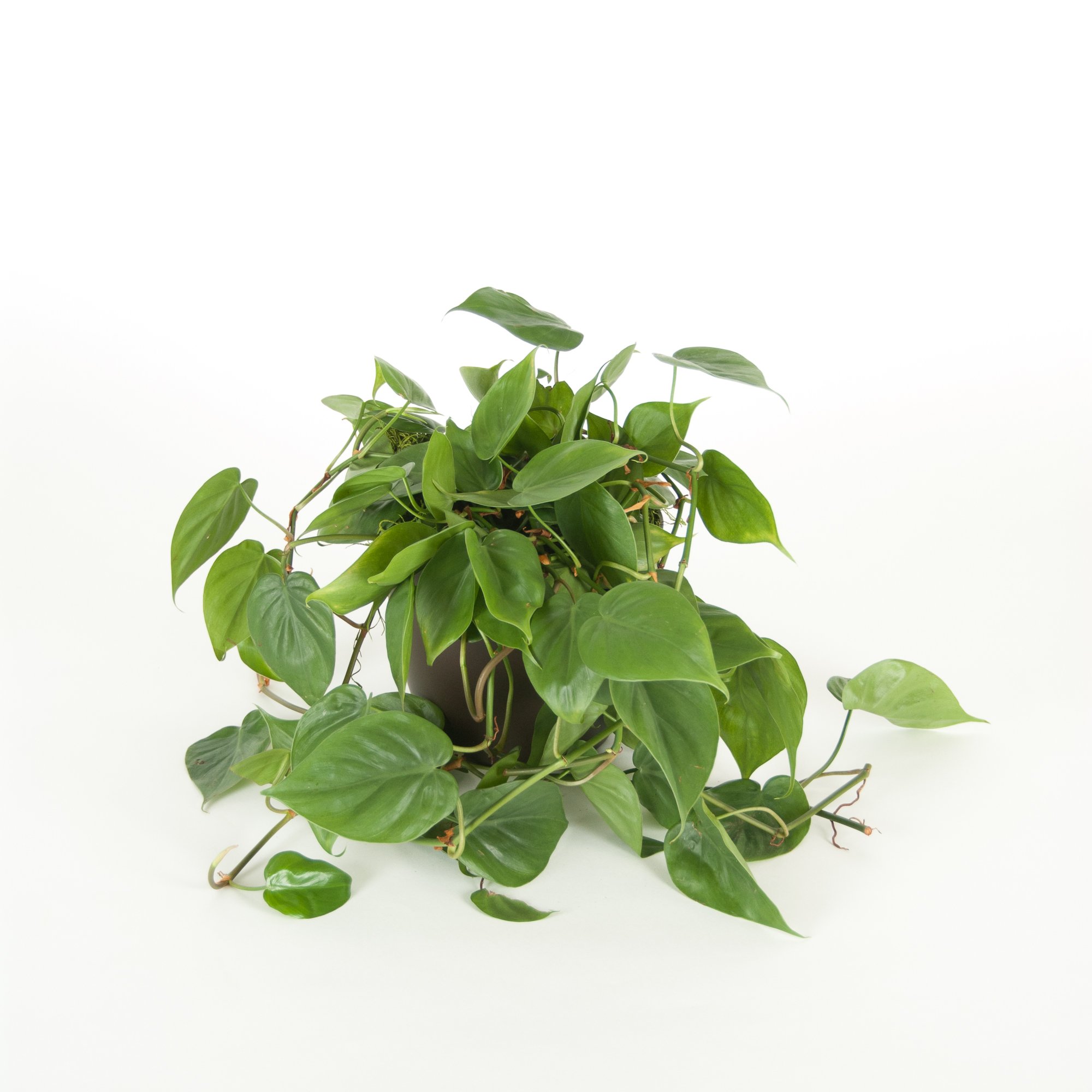 Green potted plant with broad leaves on a white background.