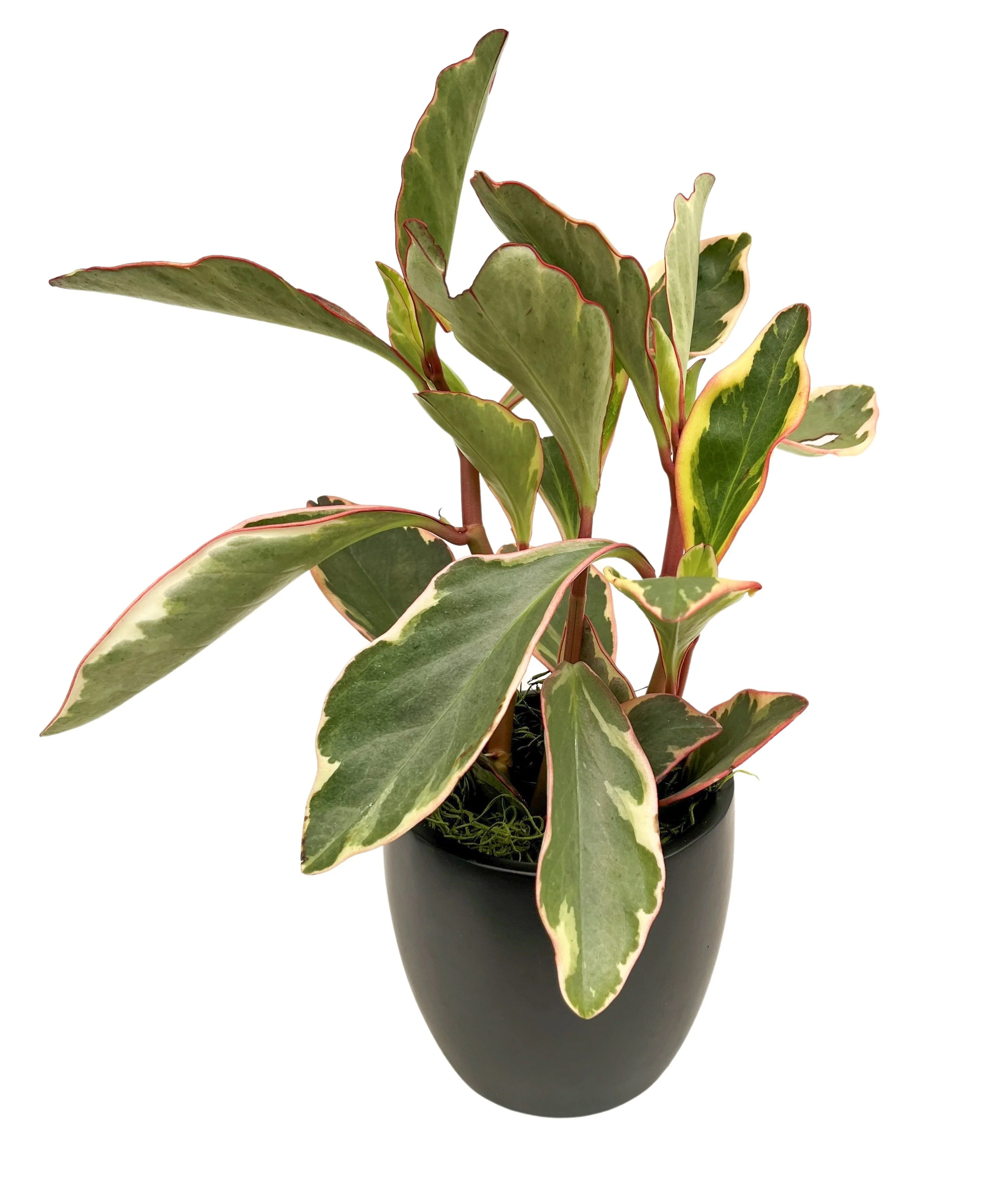 A potted variegated rubber plant with green and cream-colored leaves with red edges.