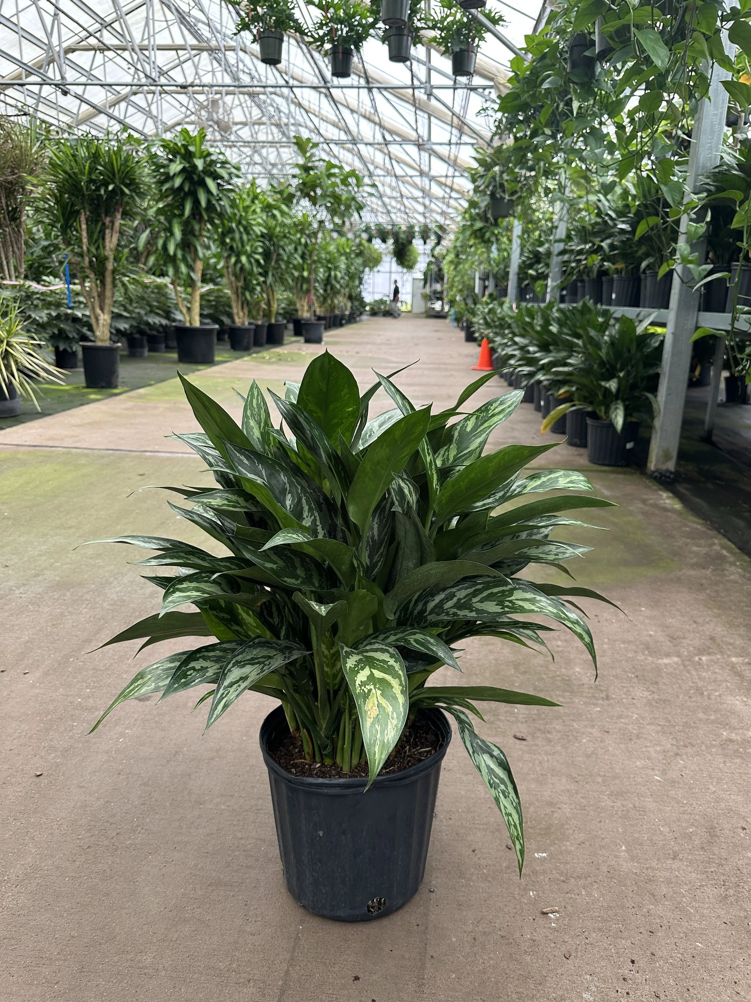 10" aglaonema tigress - $53.19