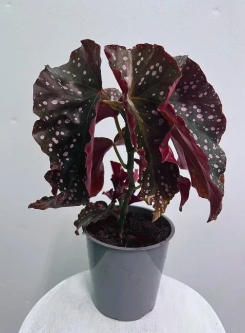 5" begonia cracklin rosie- $15.75