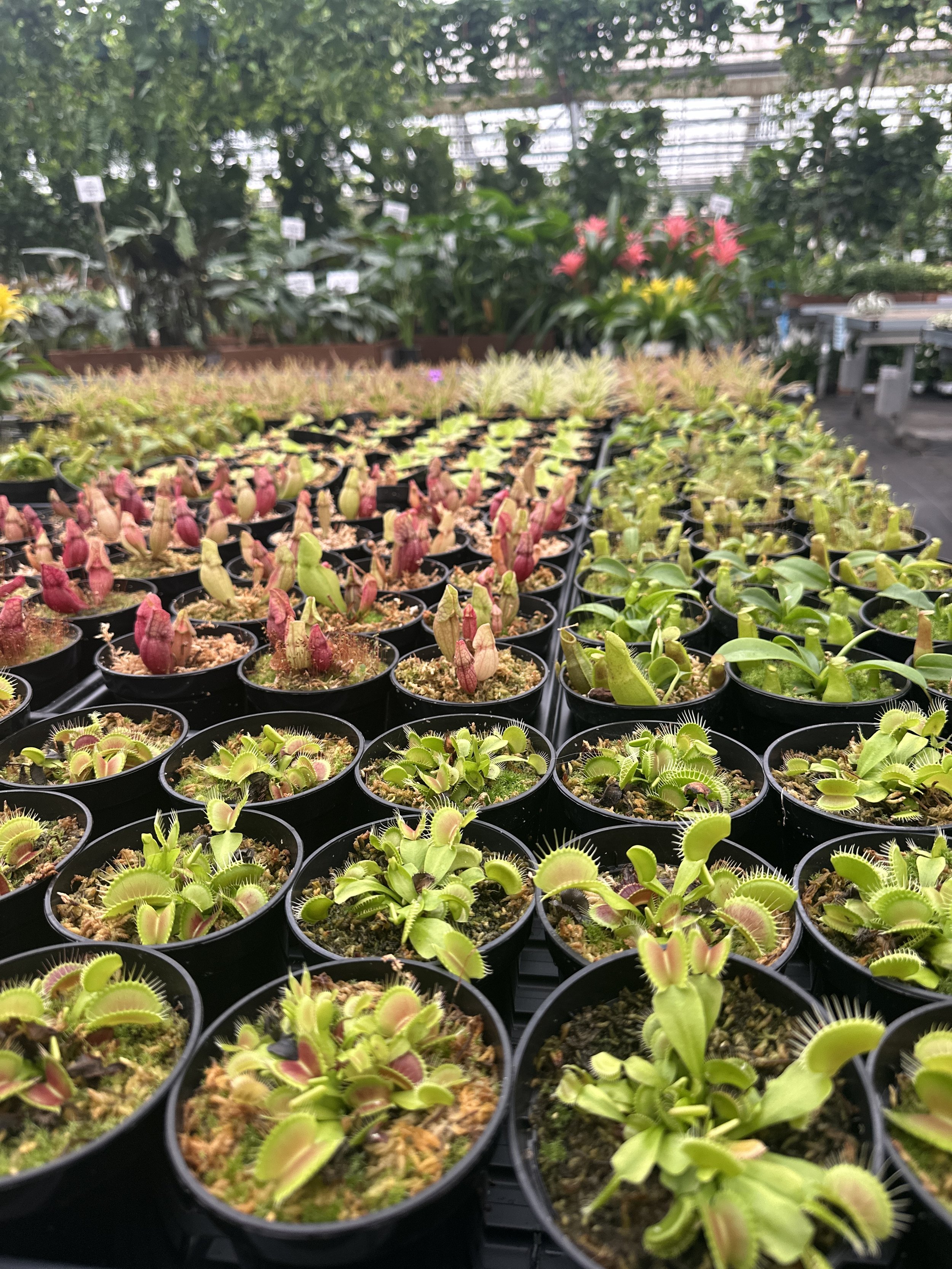 3.5" assorted carnivorous plants - $7.84-$11.26