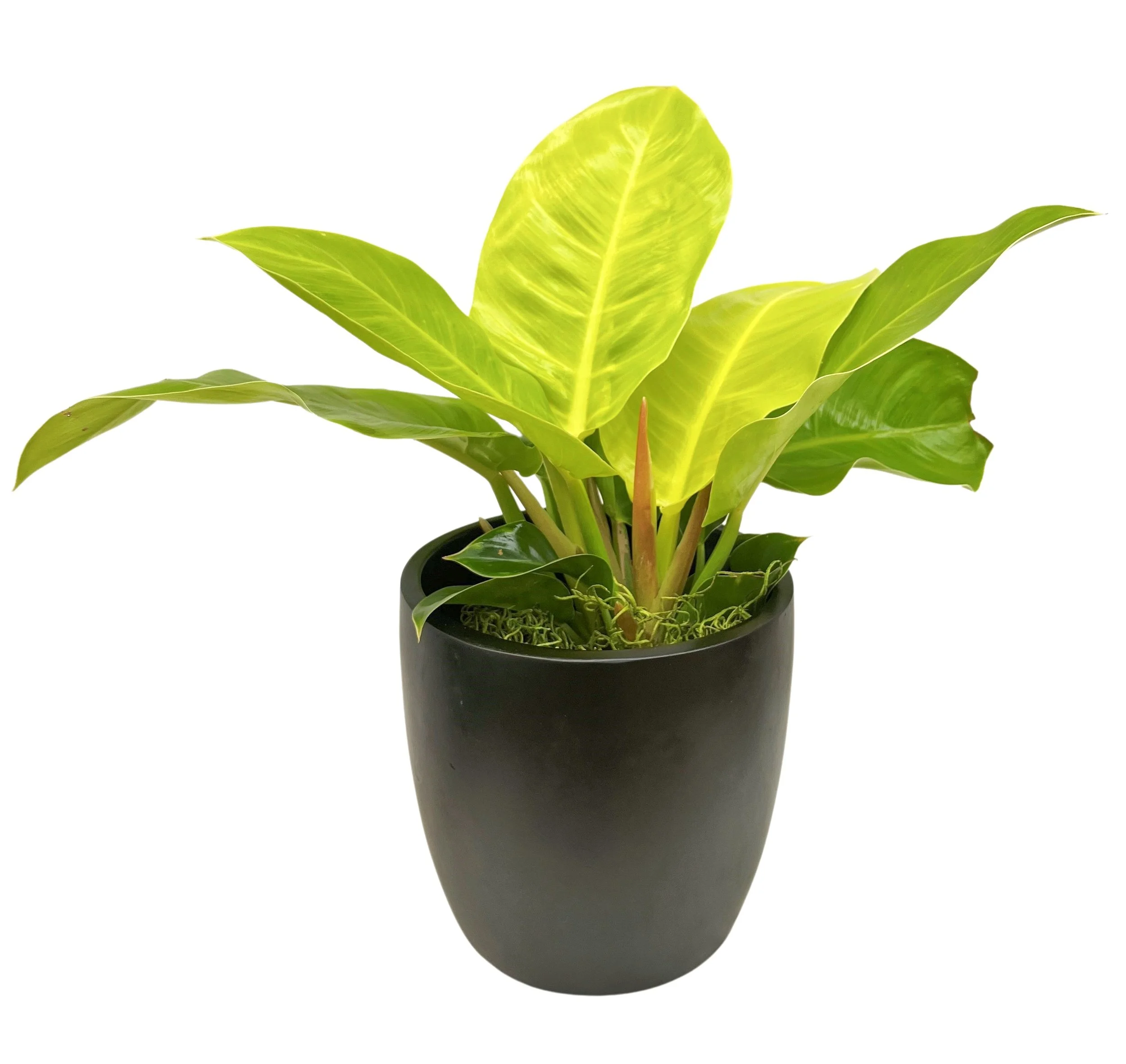 A potted plant with green and yellow variegated leaves against a white background.