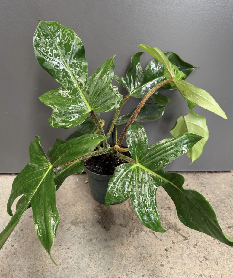 6in Philodendron Squamiferum - $