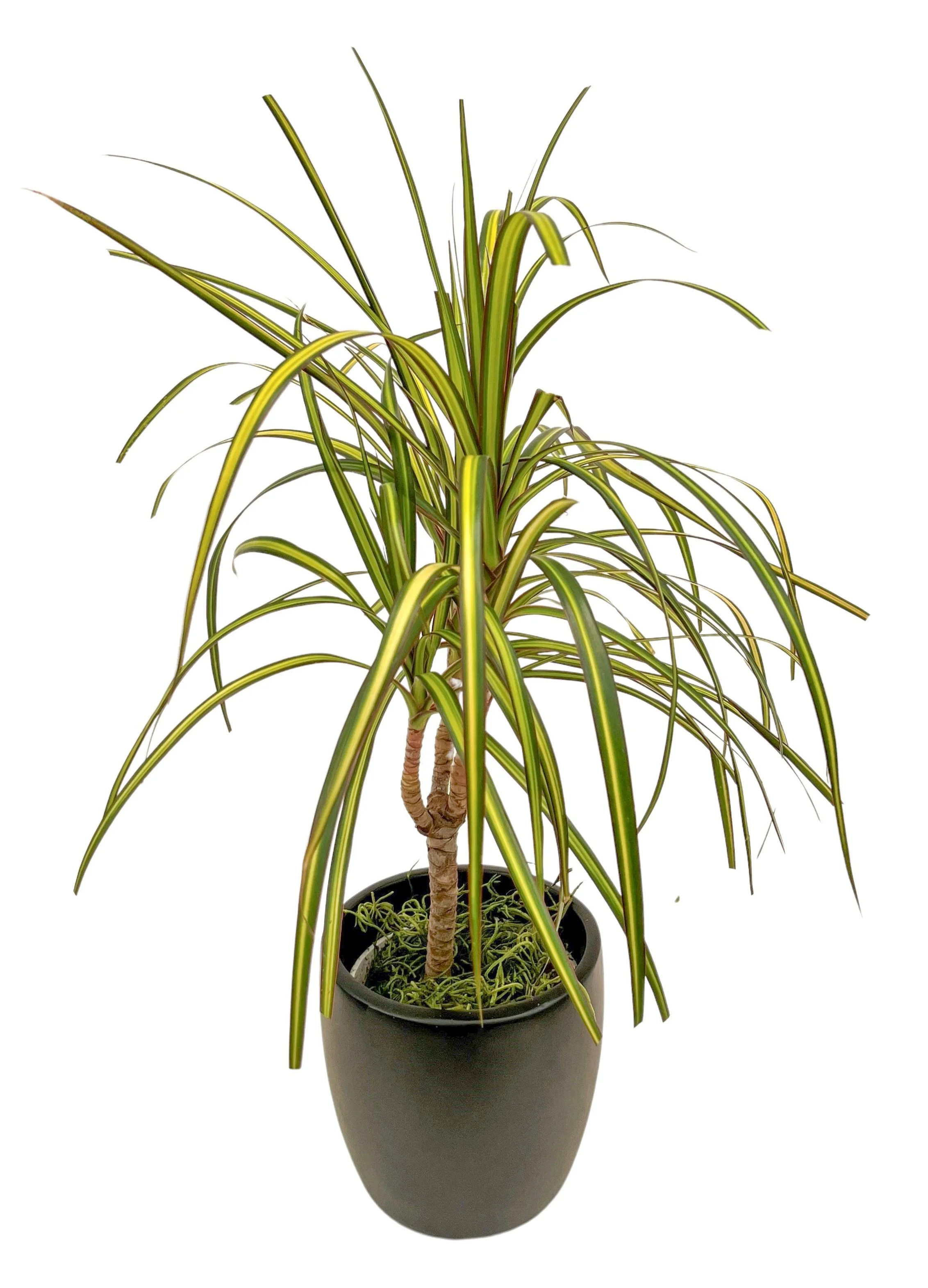 A potted Dracaena marginata plant with long, narrow, yellow-edged green leaves and a single brown trunk, against a white background.