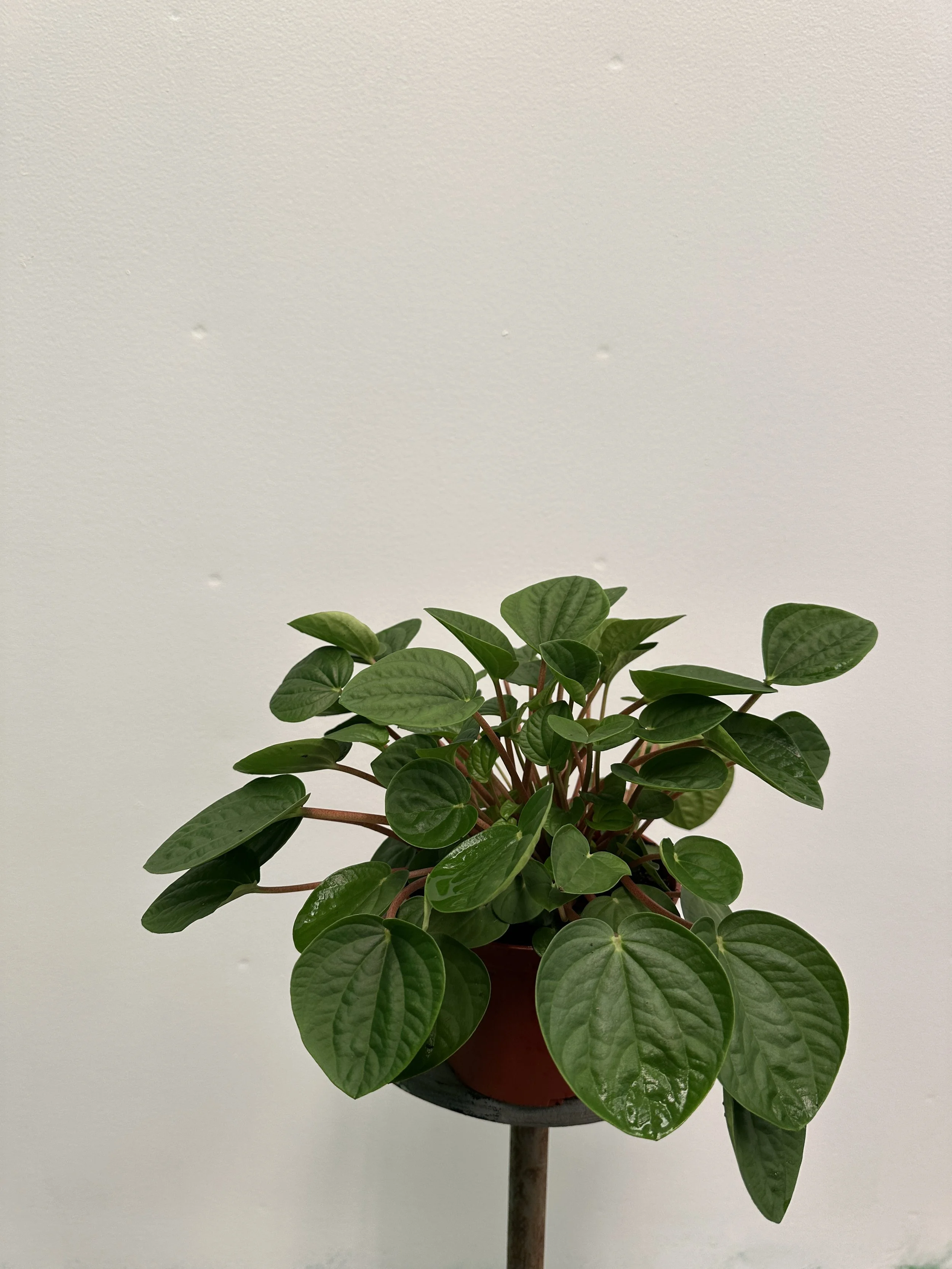 6" peperomia rana verde - $12