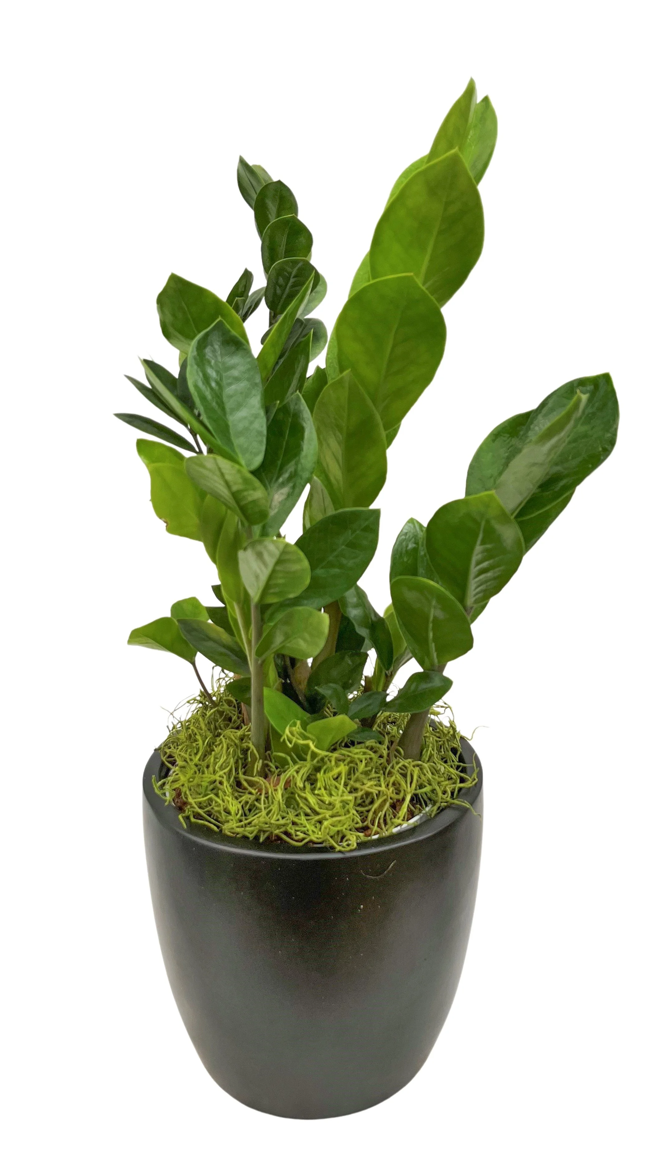 Potted plant with shiny green leaves and a black pot, decorated with moss.