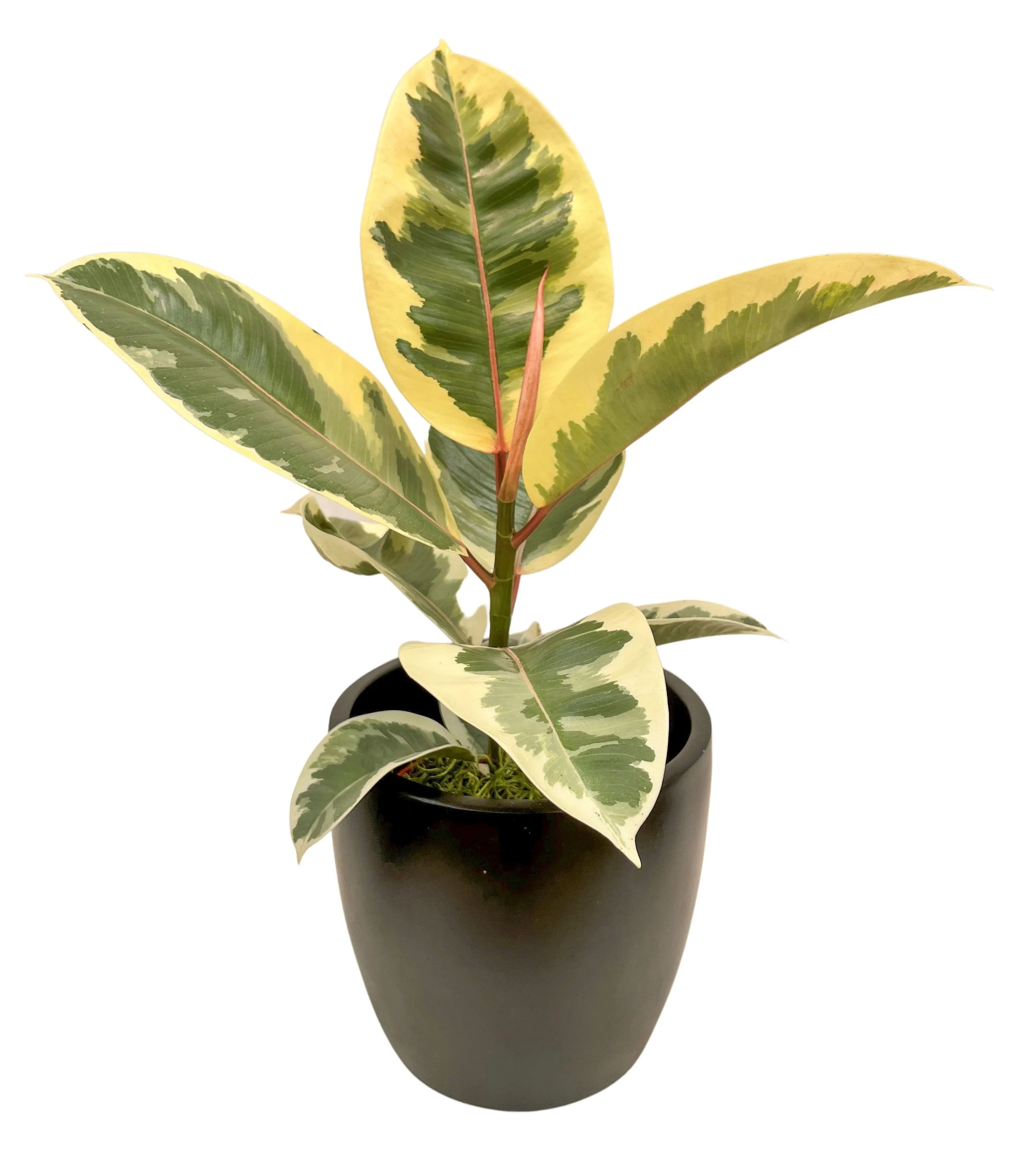 A variegated rubber plant in a black pot against a white background.