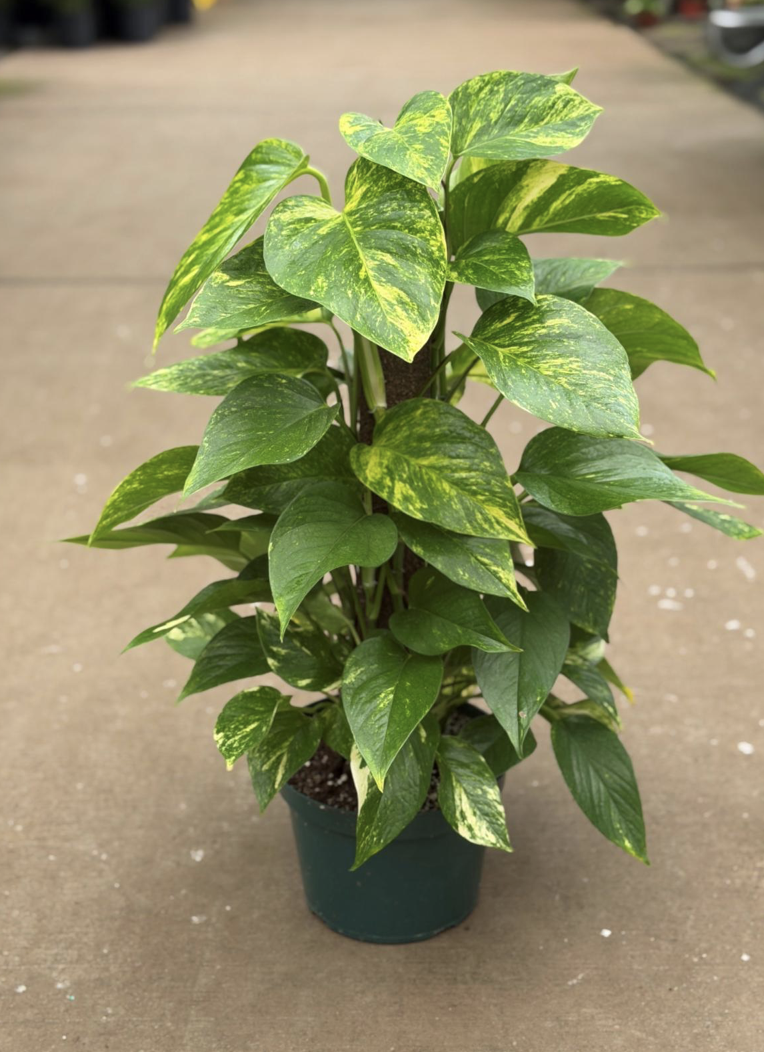 8in Big Leaf Pothos on a Pole (aka Hawaiian) - $34.56