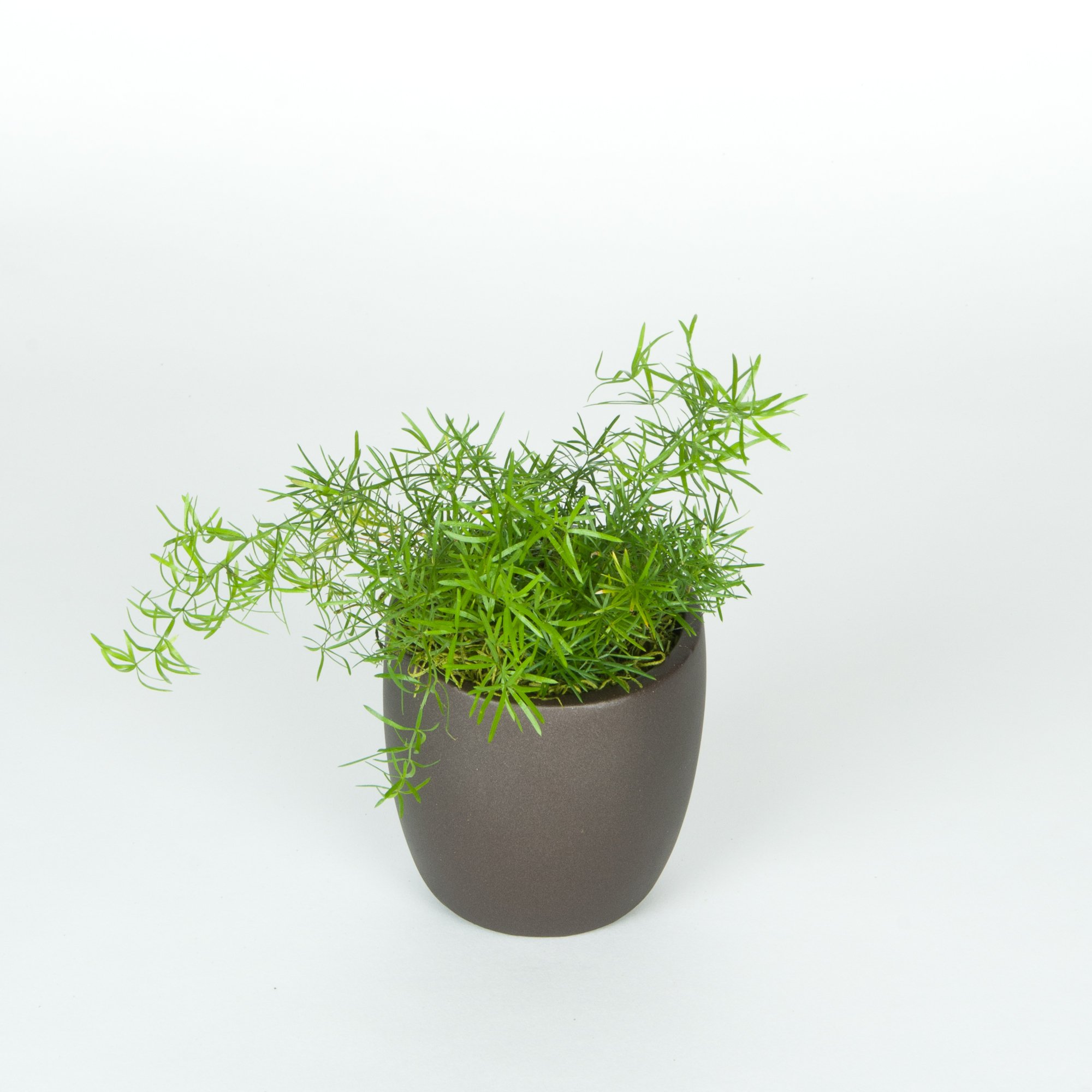 Green leafy plant in a dark gray pot placed on a white surface against a plain background.