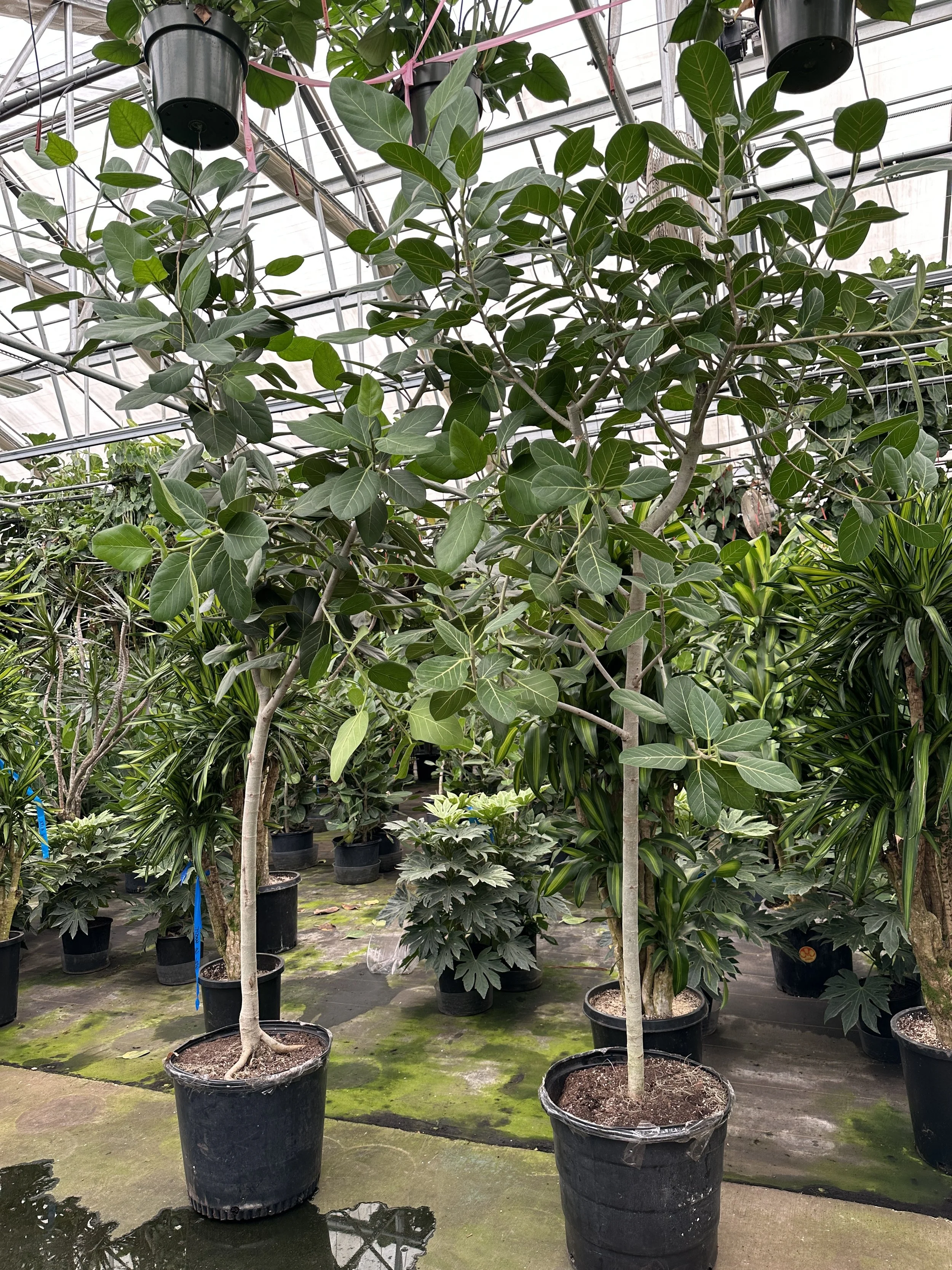17" ficus Audrey standard 8'- $591.70