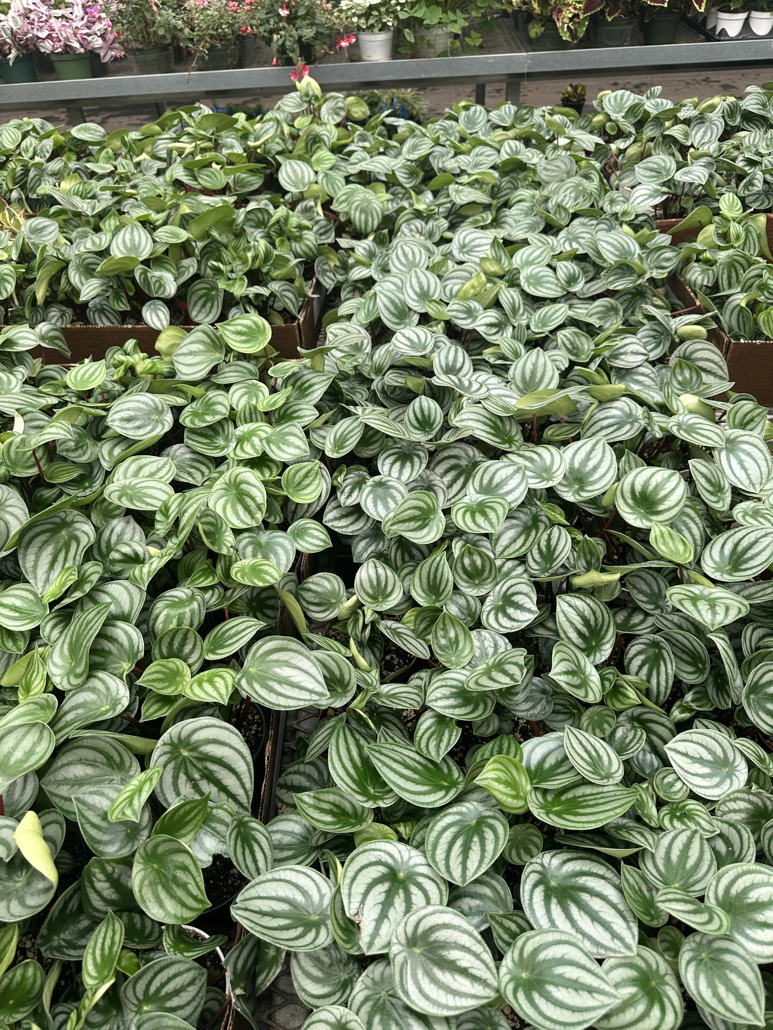 4" peperomia watermelon - $7.49