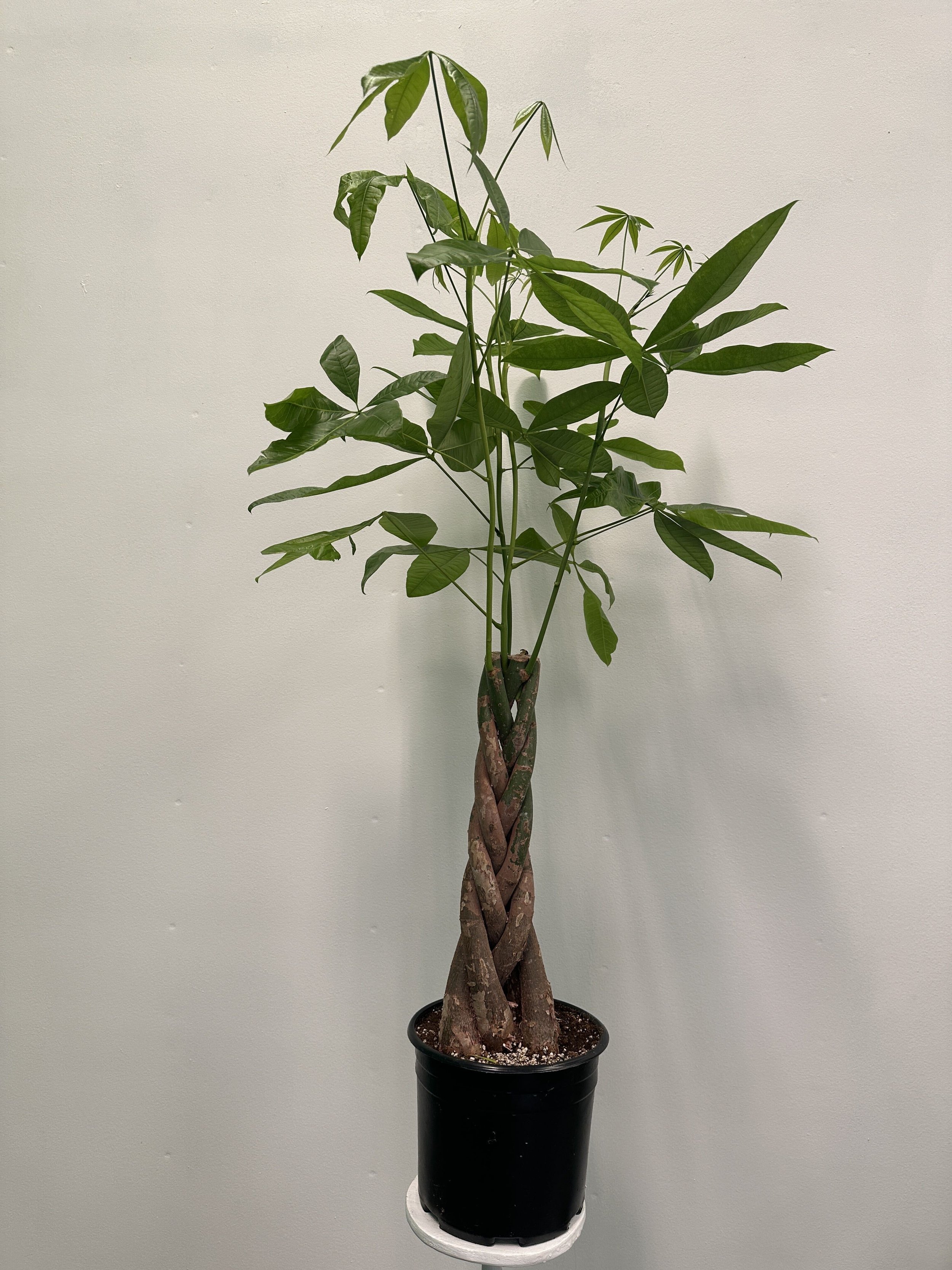 10" pachira braid - $65