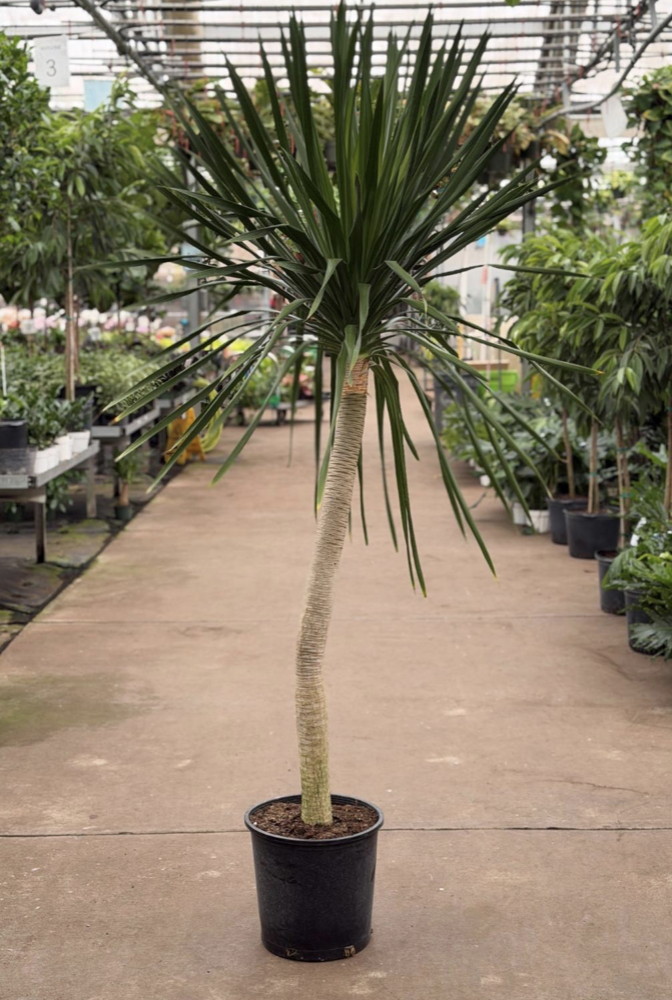 14in Dracaena Arborea - $174.25