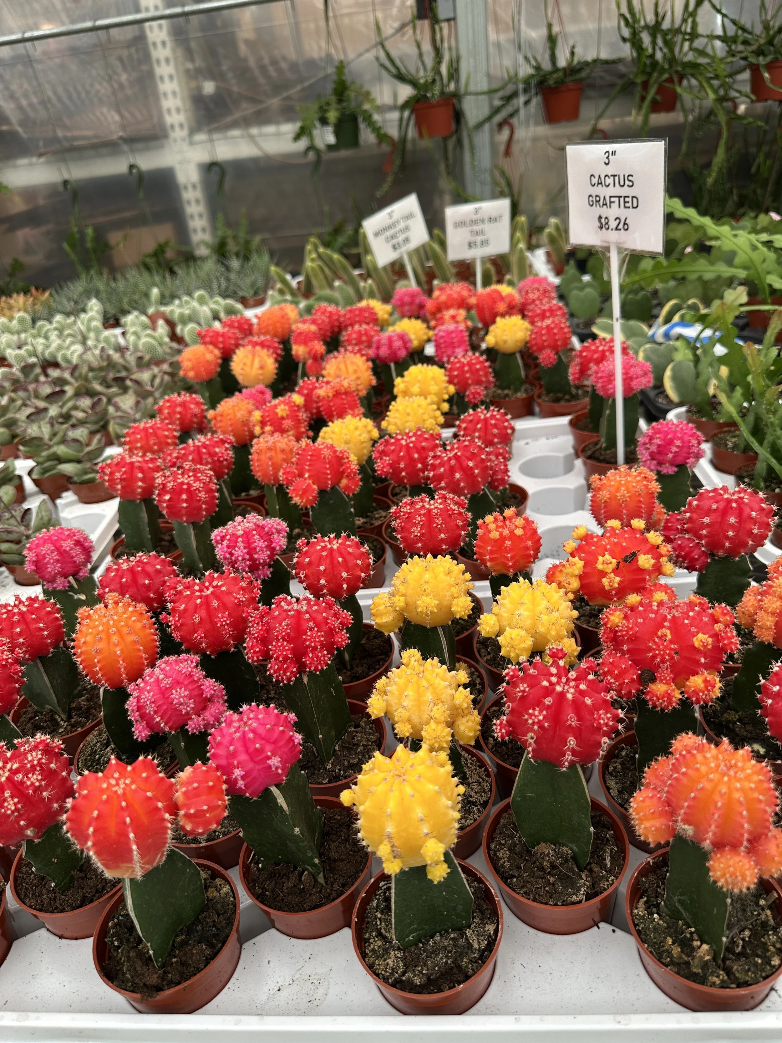3" grafted cactus - $8.26
