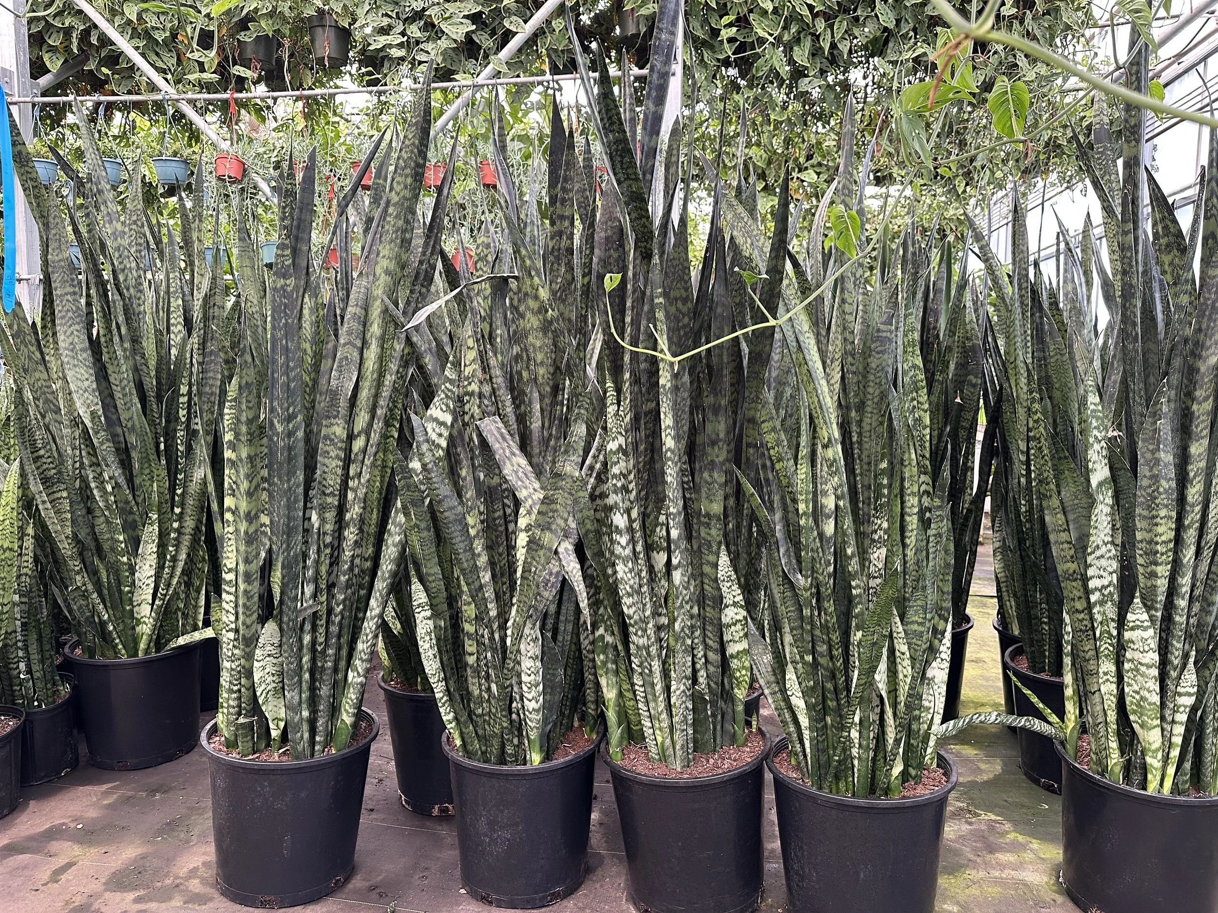14" sansevieria zeylanica $90.01