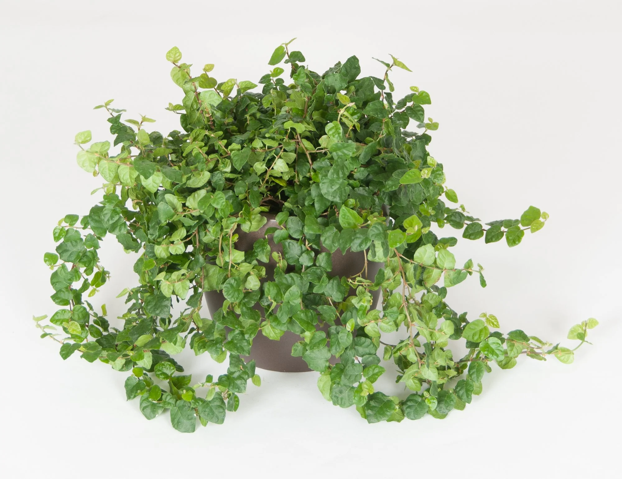 A potted ivy plant with green leaves against a plain white background.