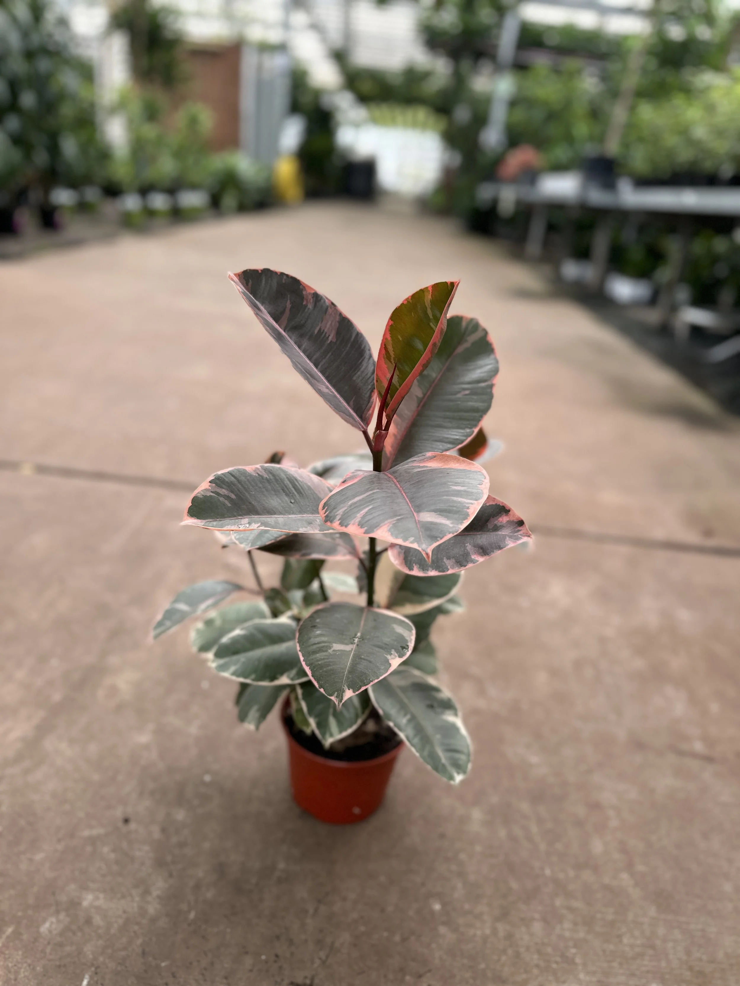 6" ficus decora ruby - $14.66