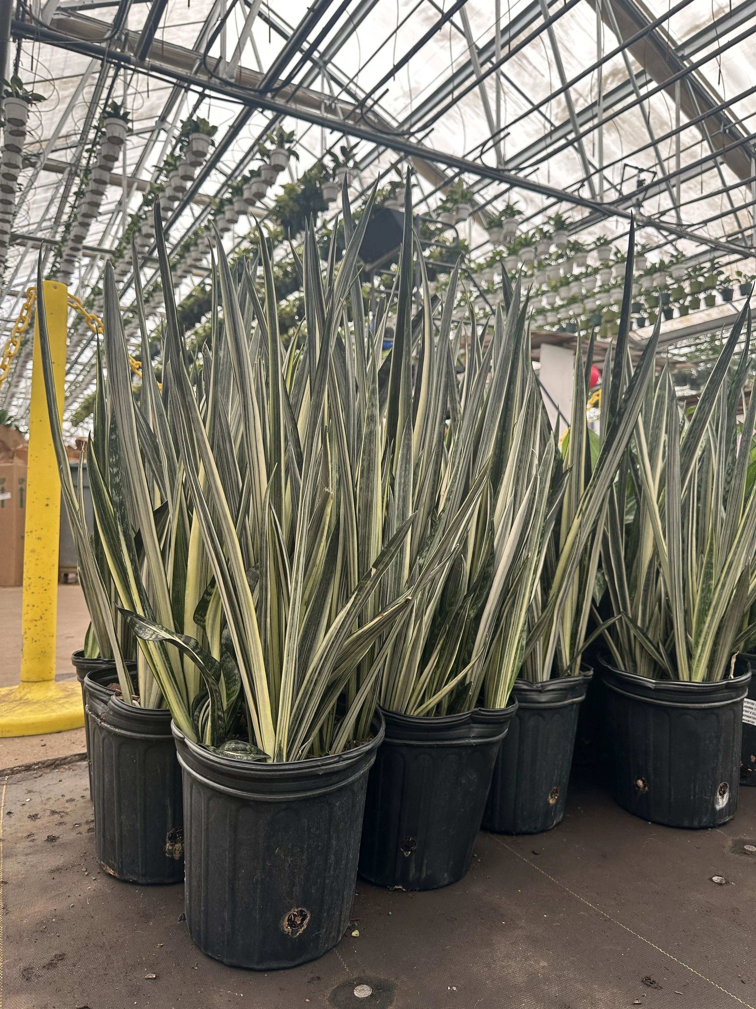 8" sansevieria bantels sensation- $32.10