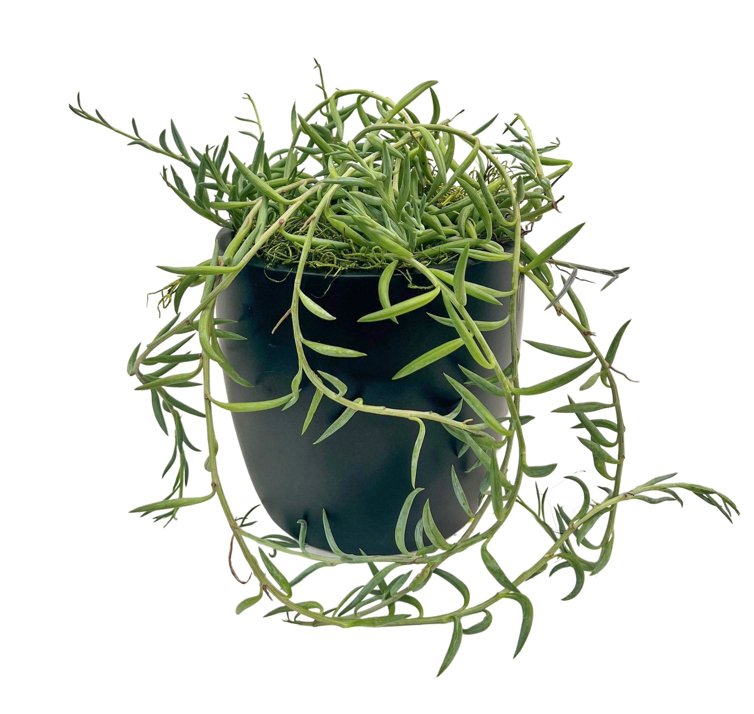 Trailing string plant in a black pot against a white background.