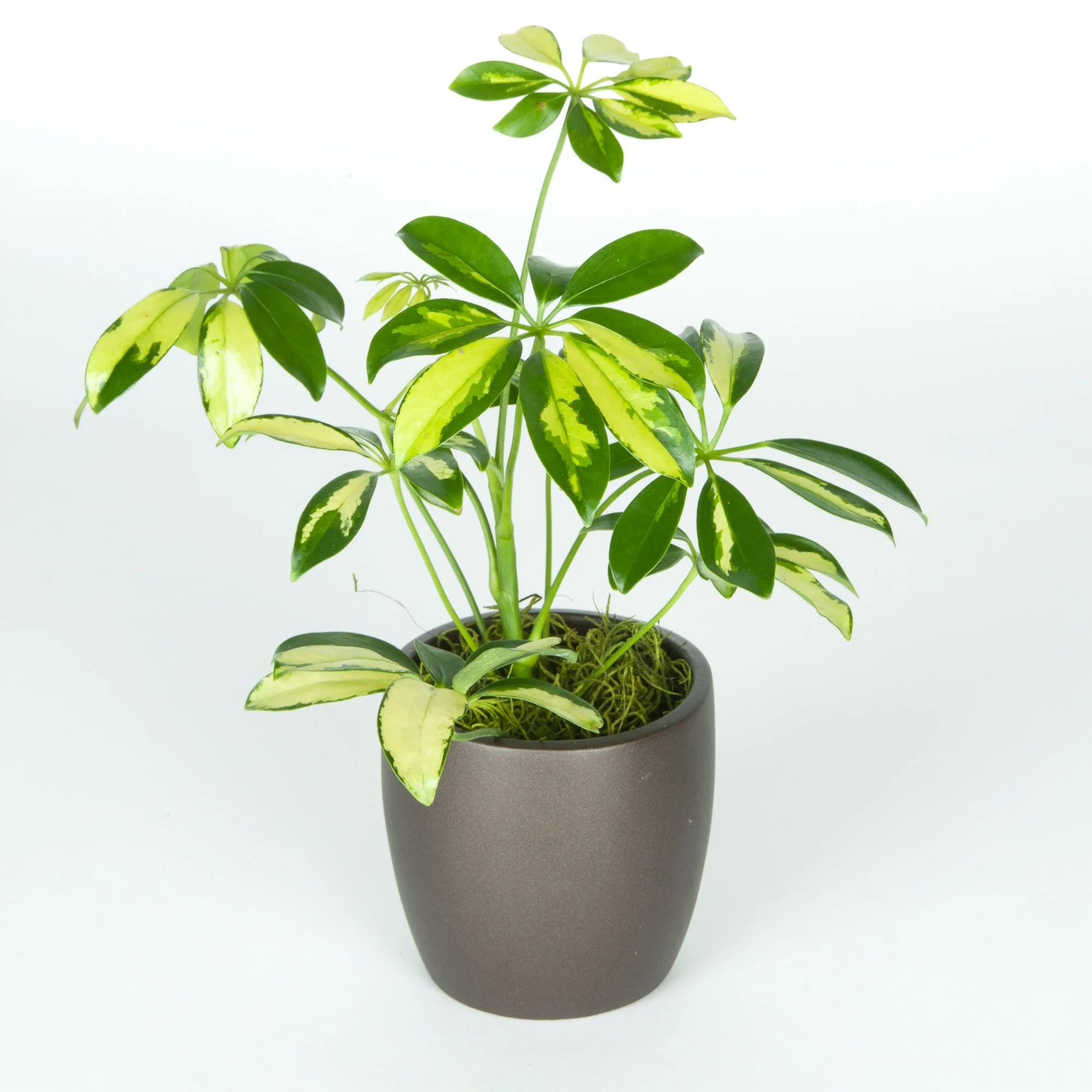 A potted variegated money plant with green and yellow leaves on a white background.