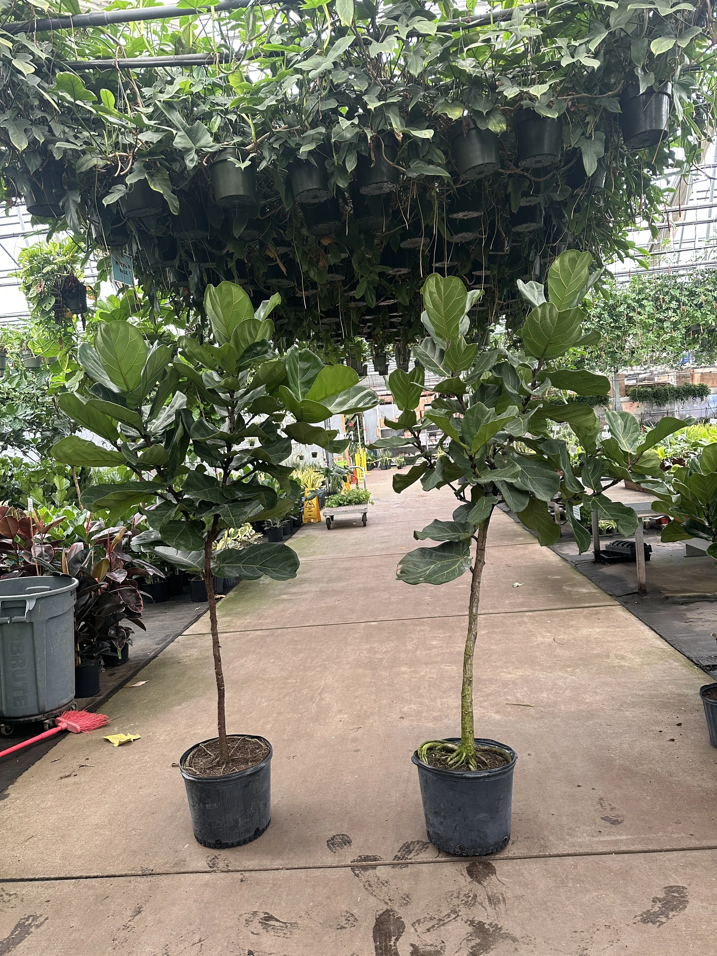 14" ficus lyrata standard 6' - $46.74
