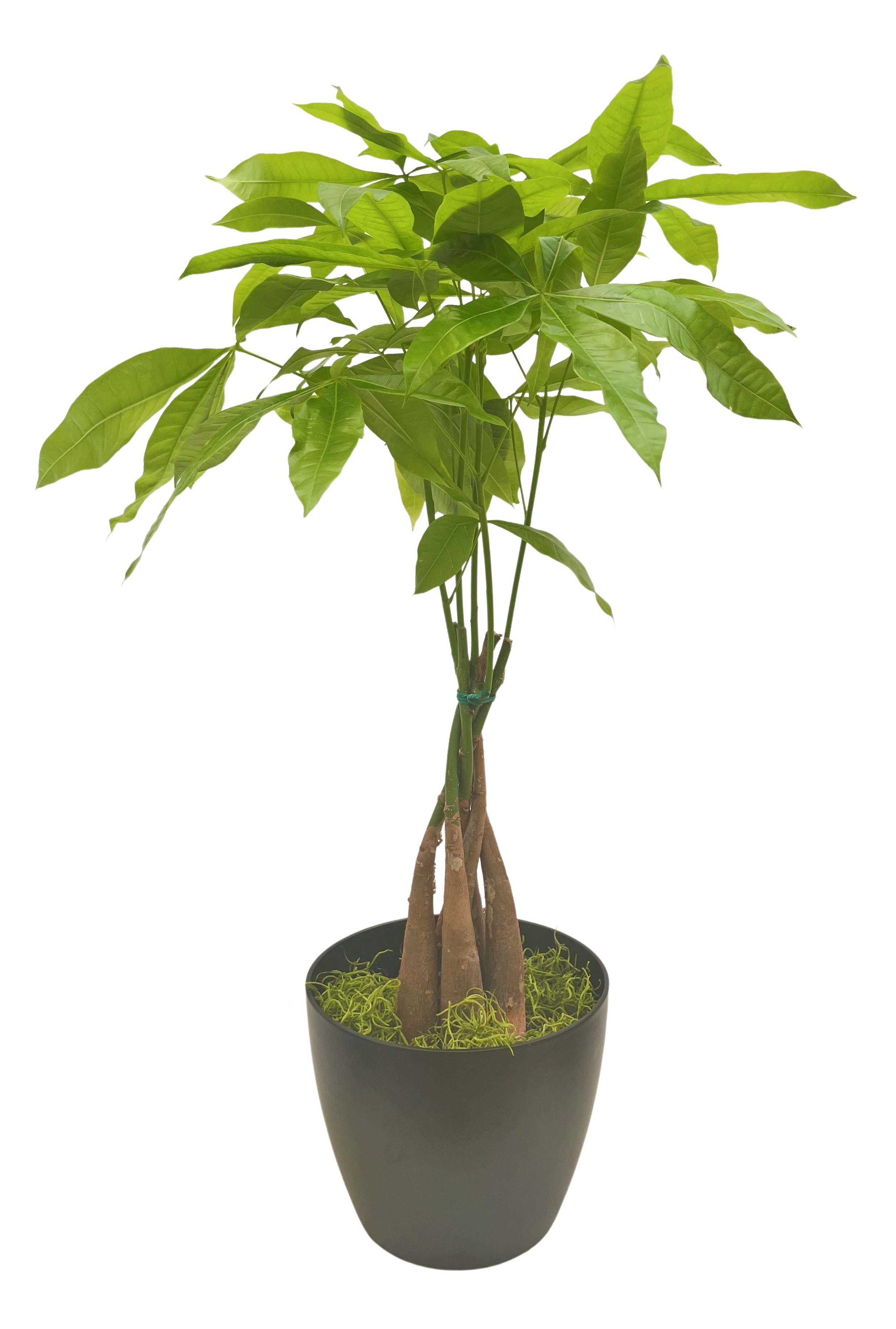 Indoor potted money tree plant with multiple green leaves, thick trunks, and moss at the base in a black pot.