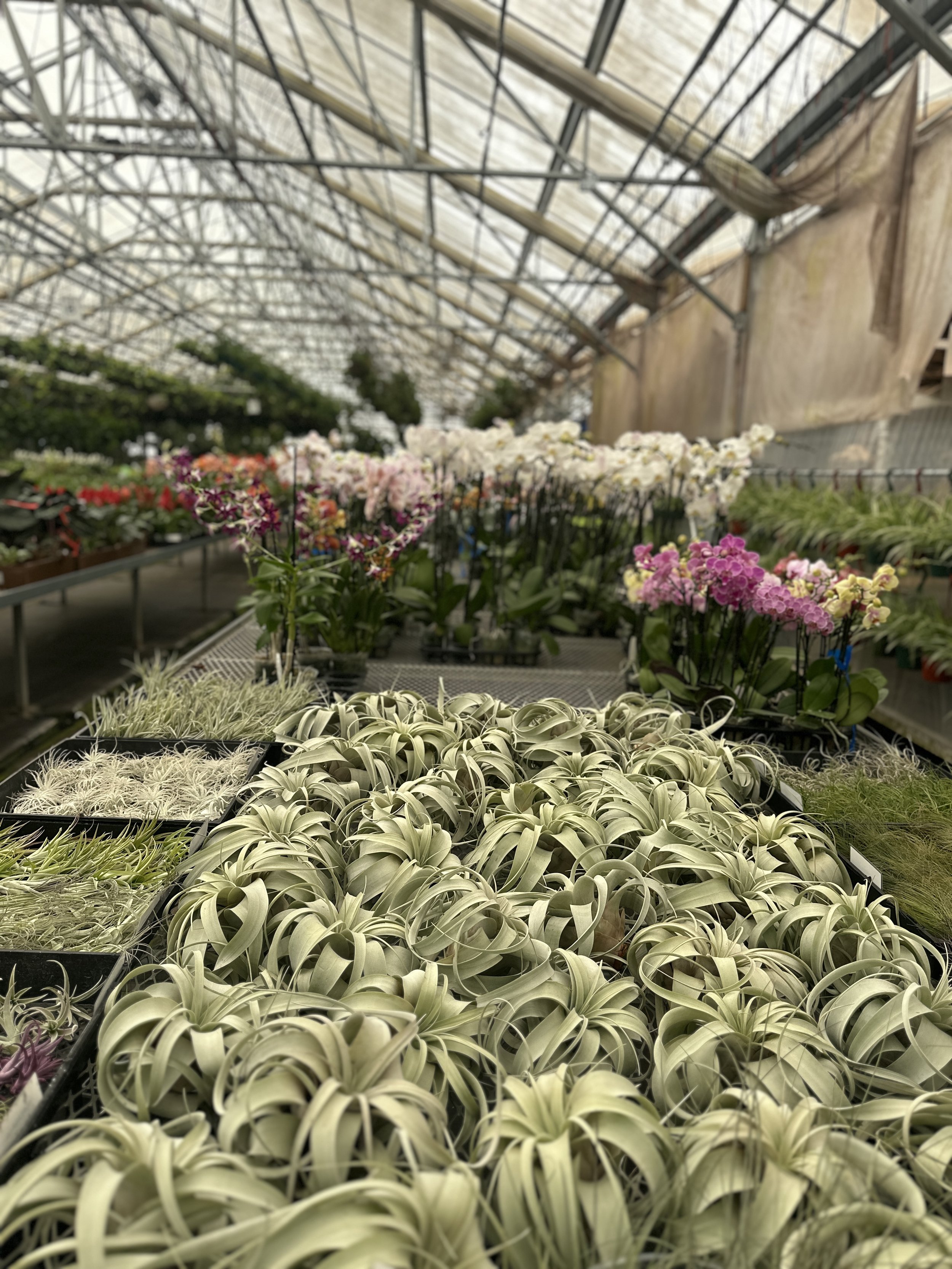 Rows of potted plants and flowers inside a greenhouse with a metal and glass roof.